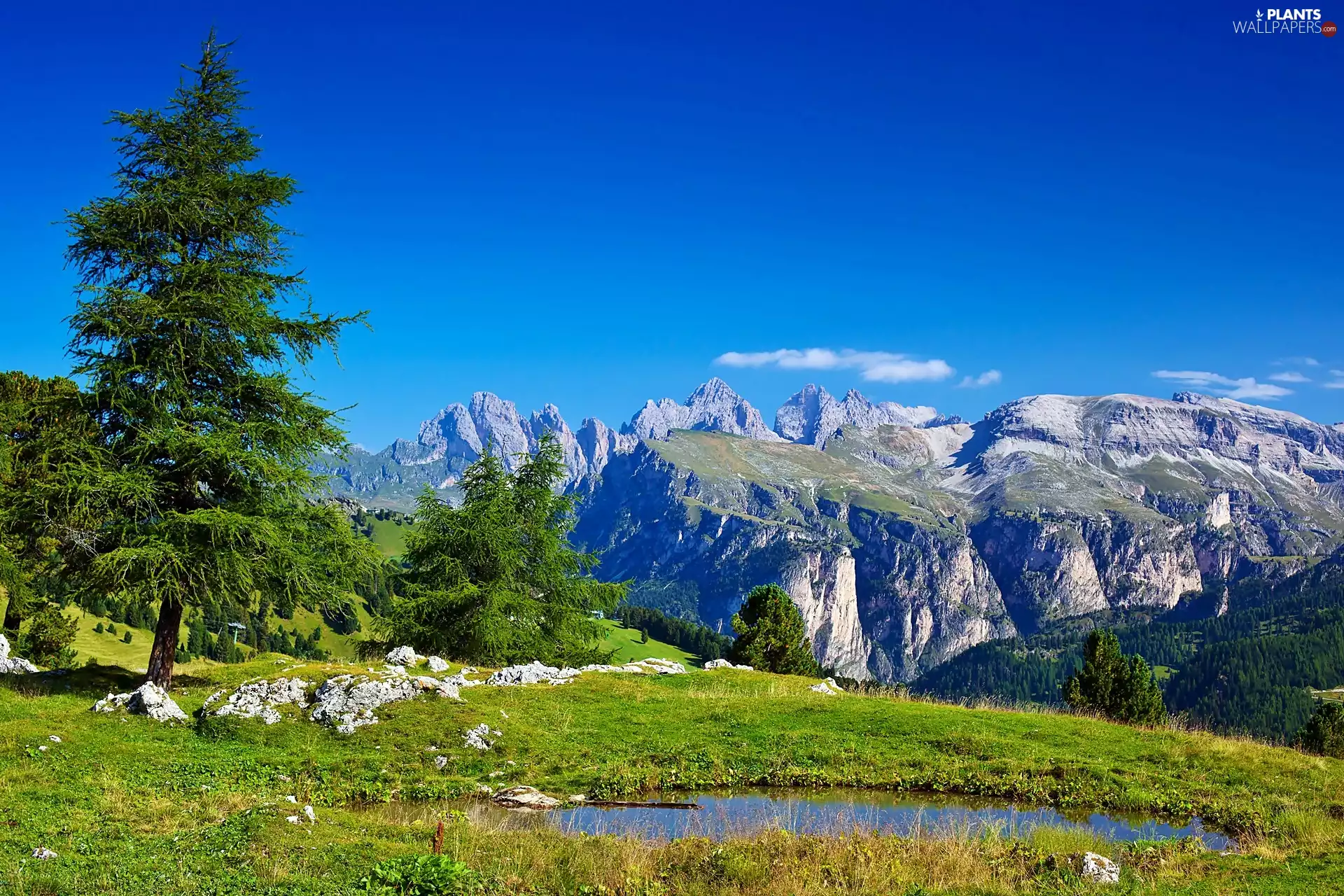 woods, Alps, lake, Spruces, Meadow, Italian