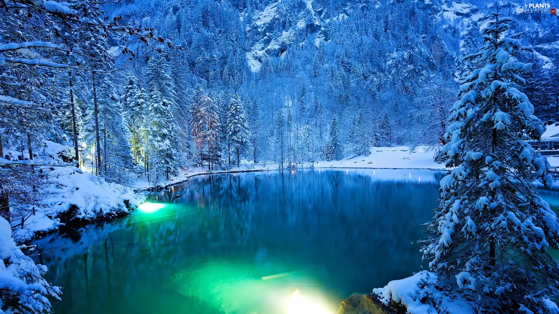 viewes, Spruces, lake, trees, winter