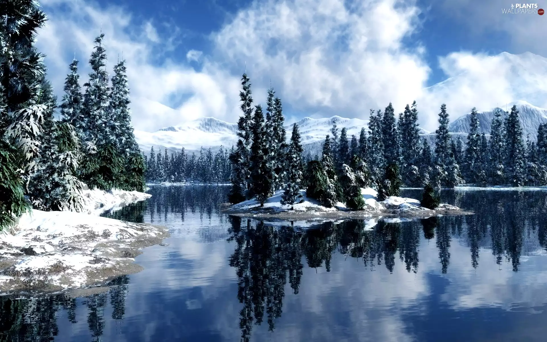 Spruces, winter, lake