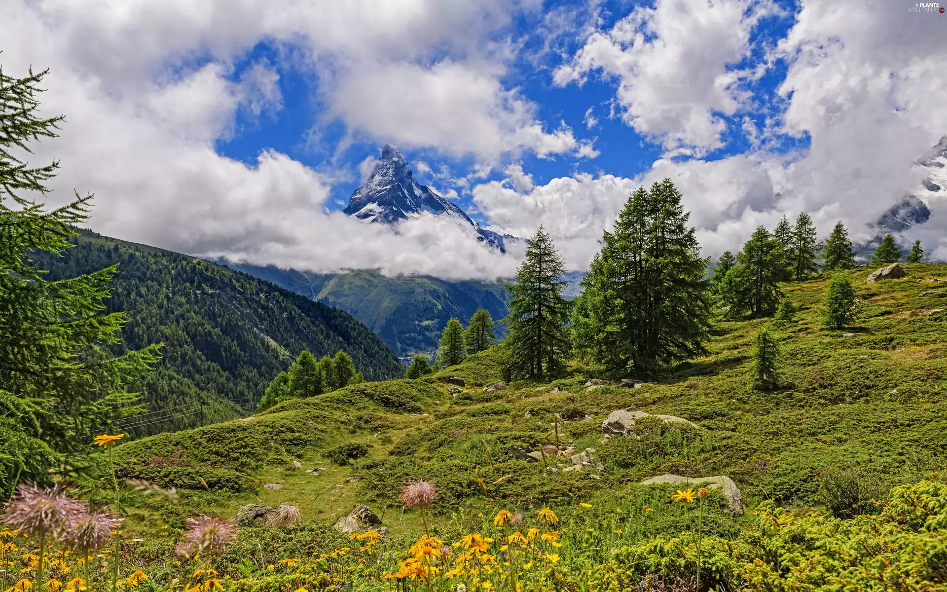trees, mount, Meadow, Spruces, Mountains, viewes, clouds