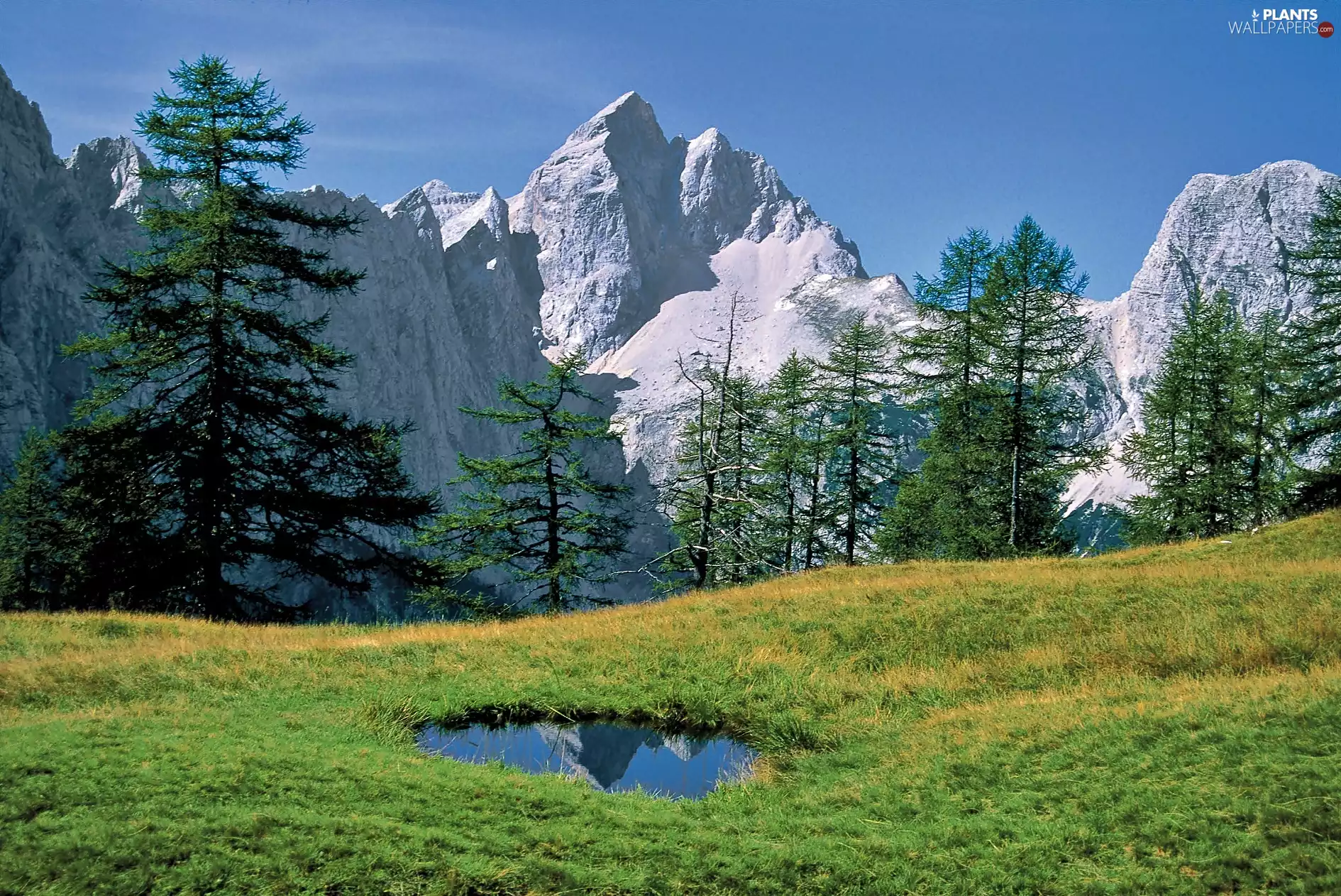 Mountains, Meadow, lake, Spruces