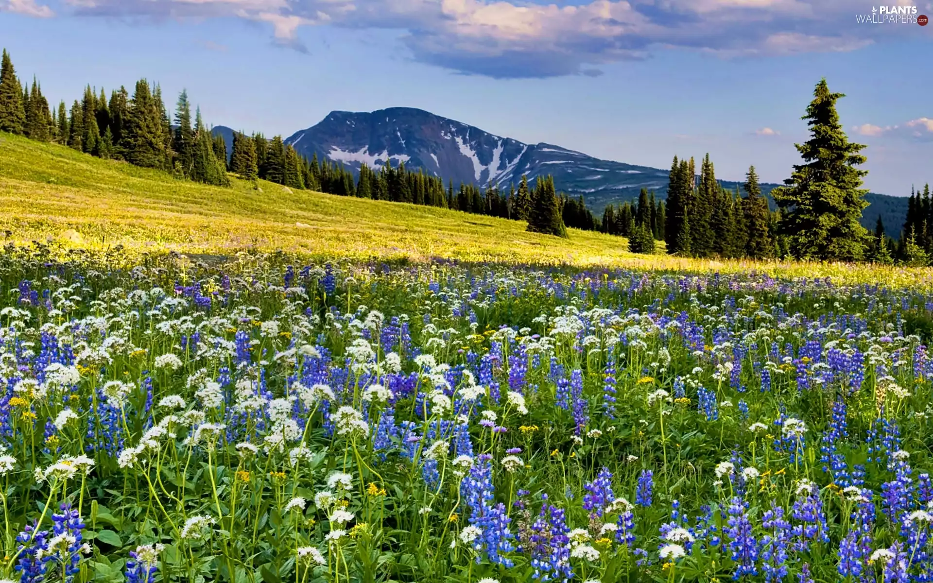 Mountains, Meadow, lupine, Spruces