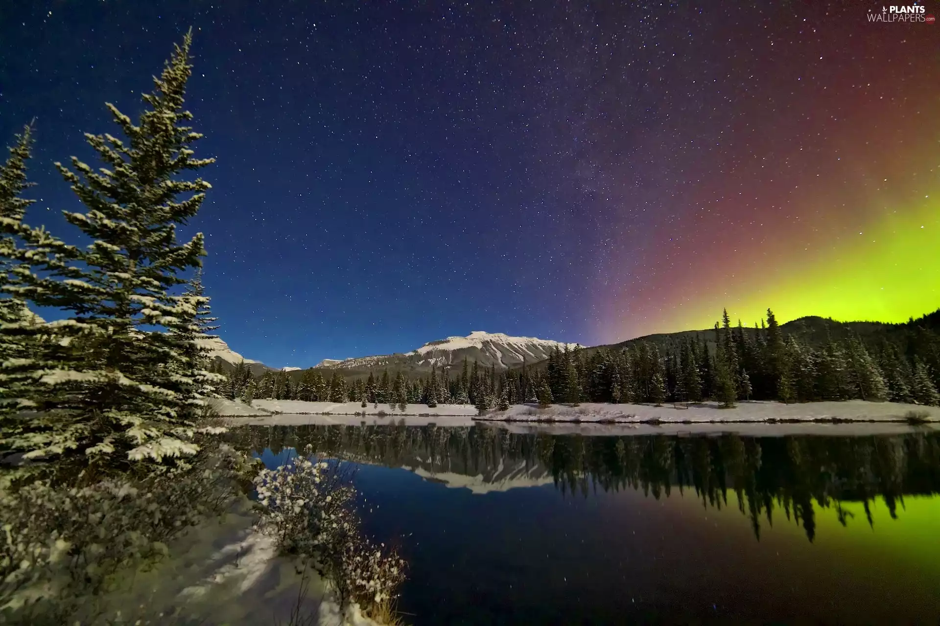 Spruces, River, Mountains
