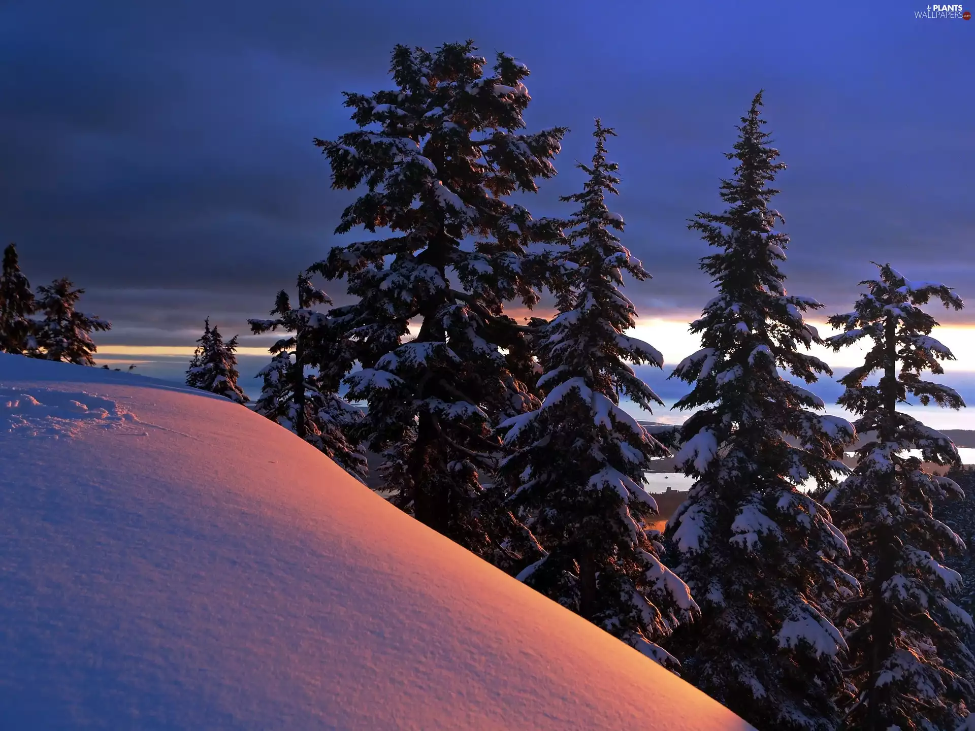 Mountains, west, sun, Spruces