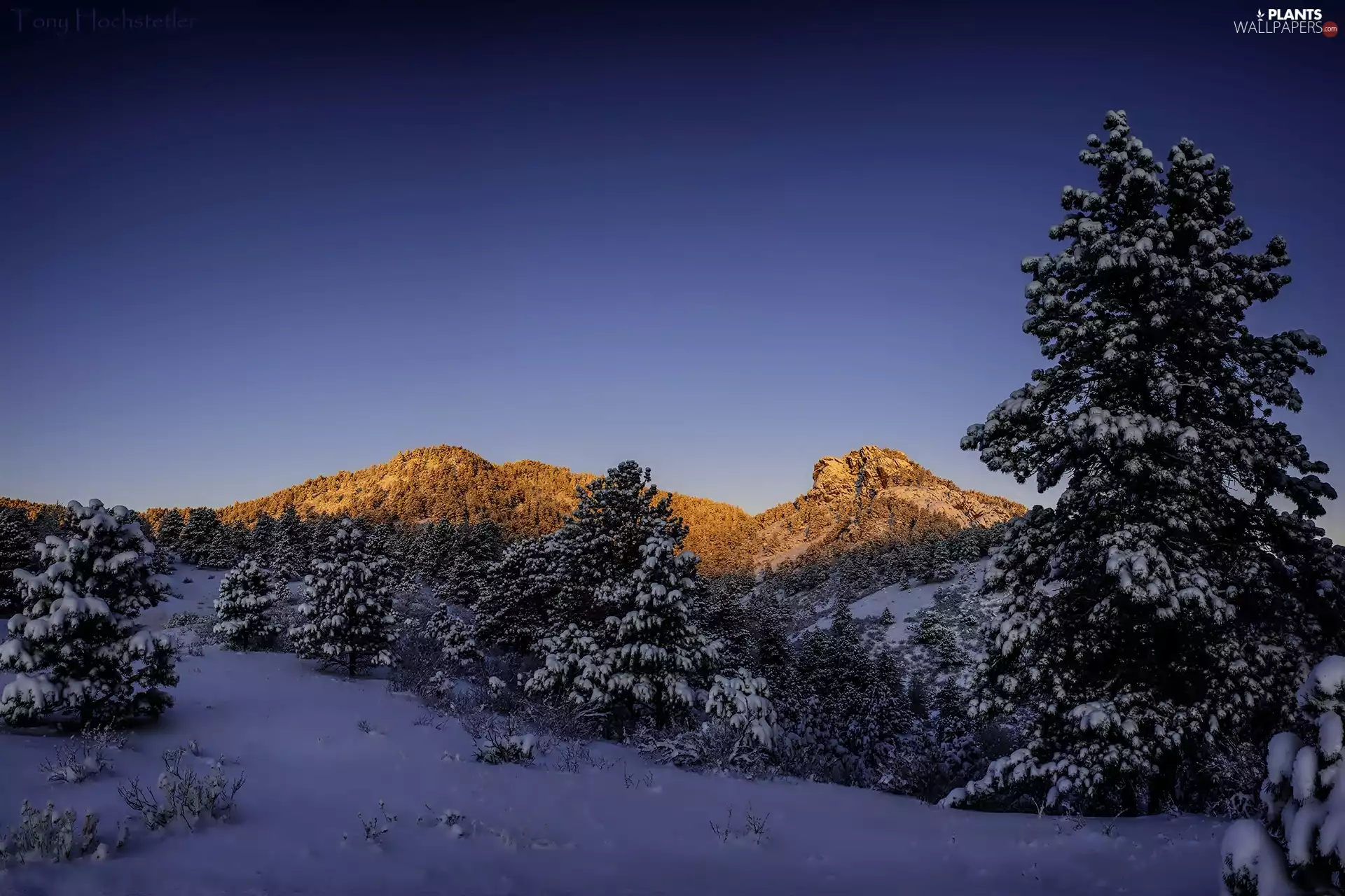 Spruces, winter, Mountains