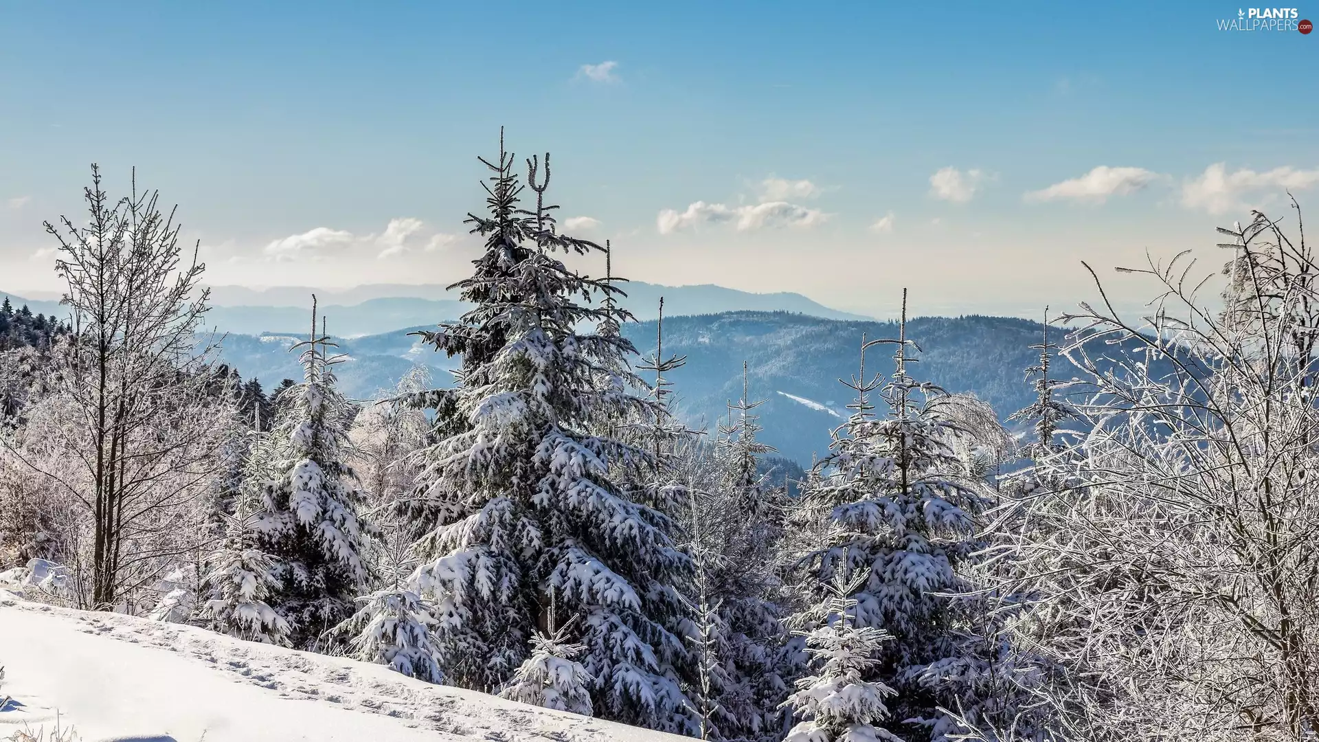 viewes, Spruces, Mountains, trees, winter
