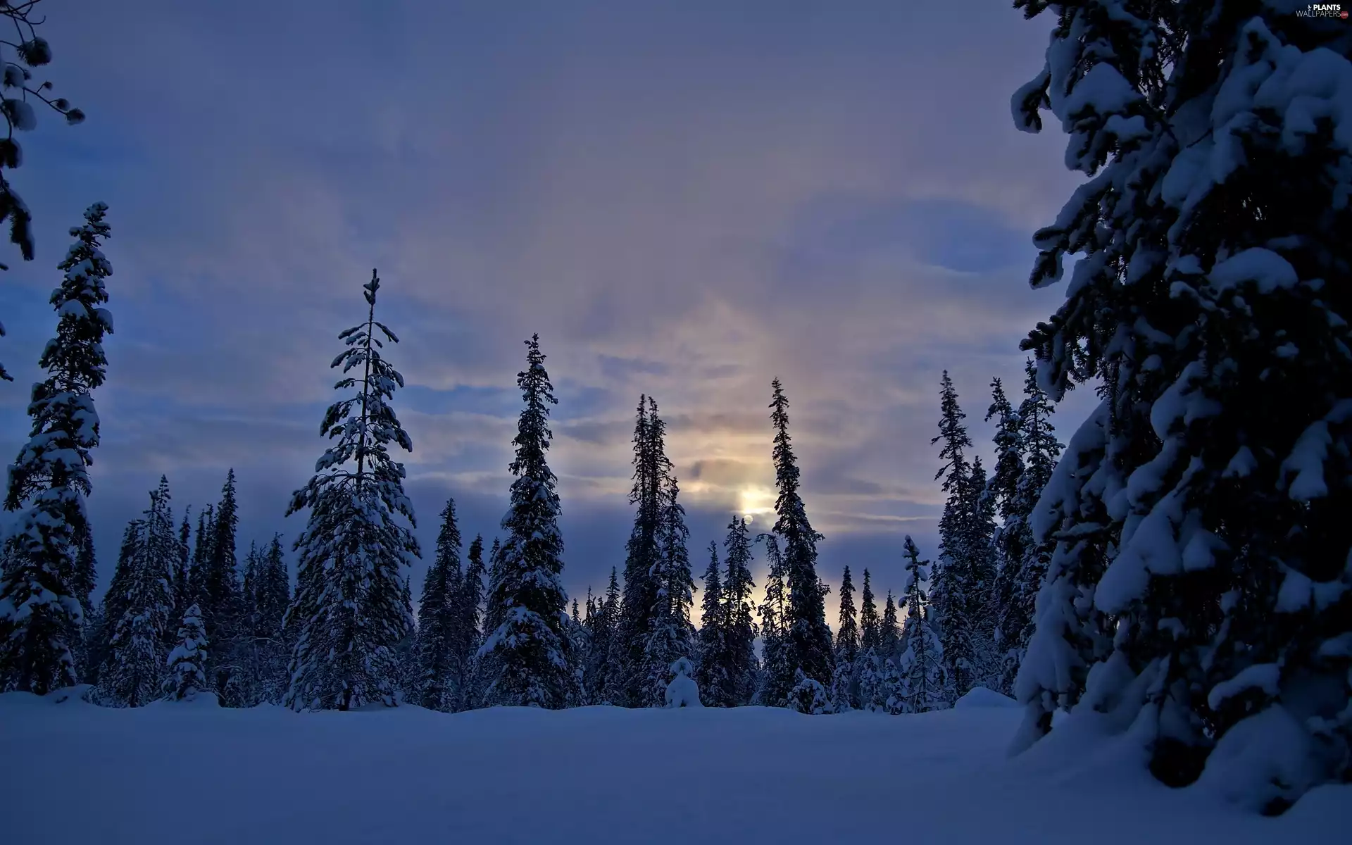 Snowy, Spruces, Night, moon, winter