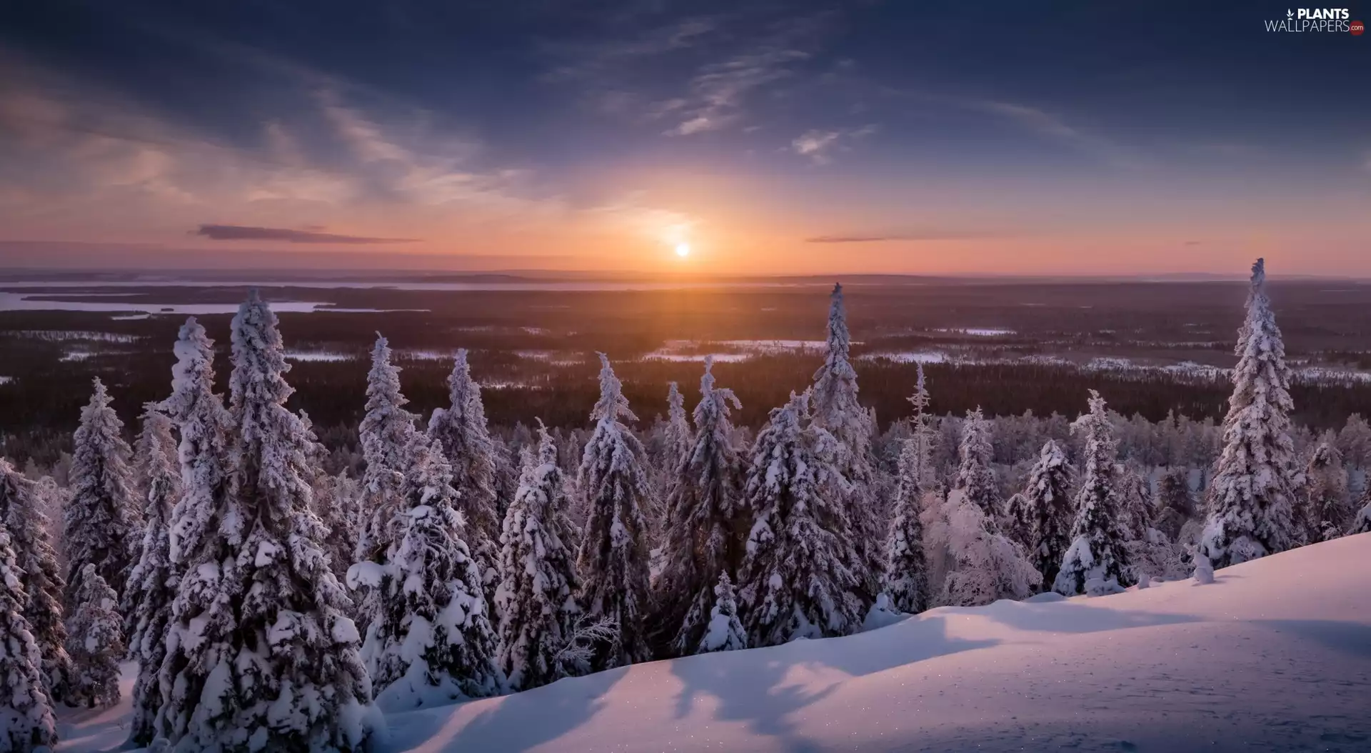 Lapland, Finland, Municipality of Posio, Riisitunturi National Park, Spruces, Great Sunsets, trees, viewes, winter