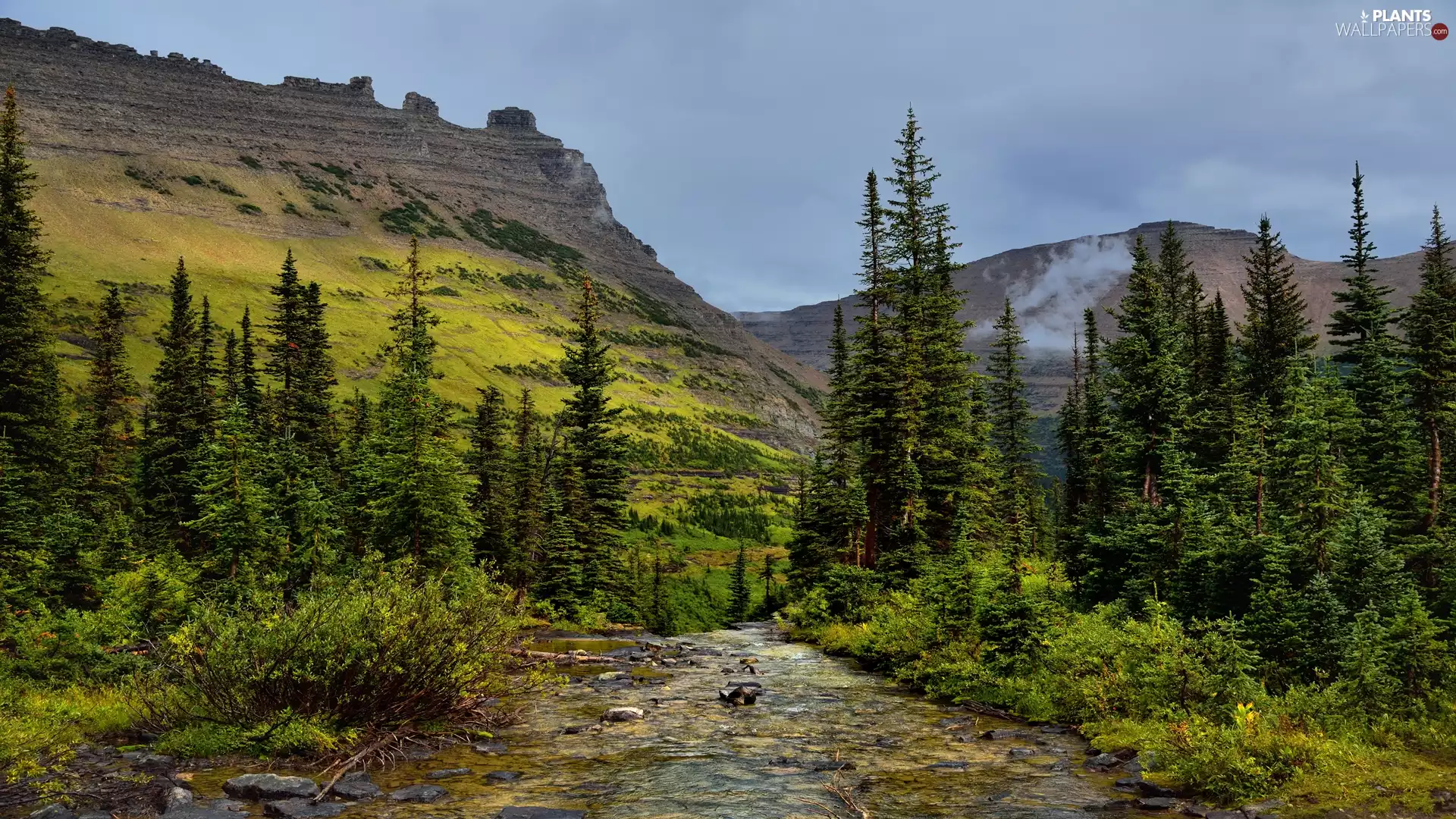 viewes, Spruces, River, trees, Mountains