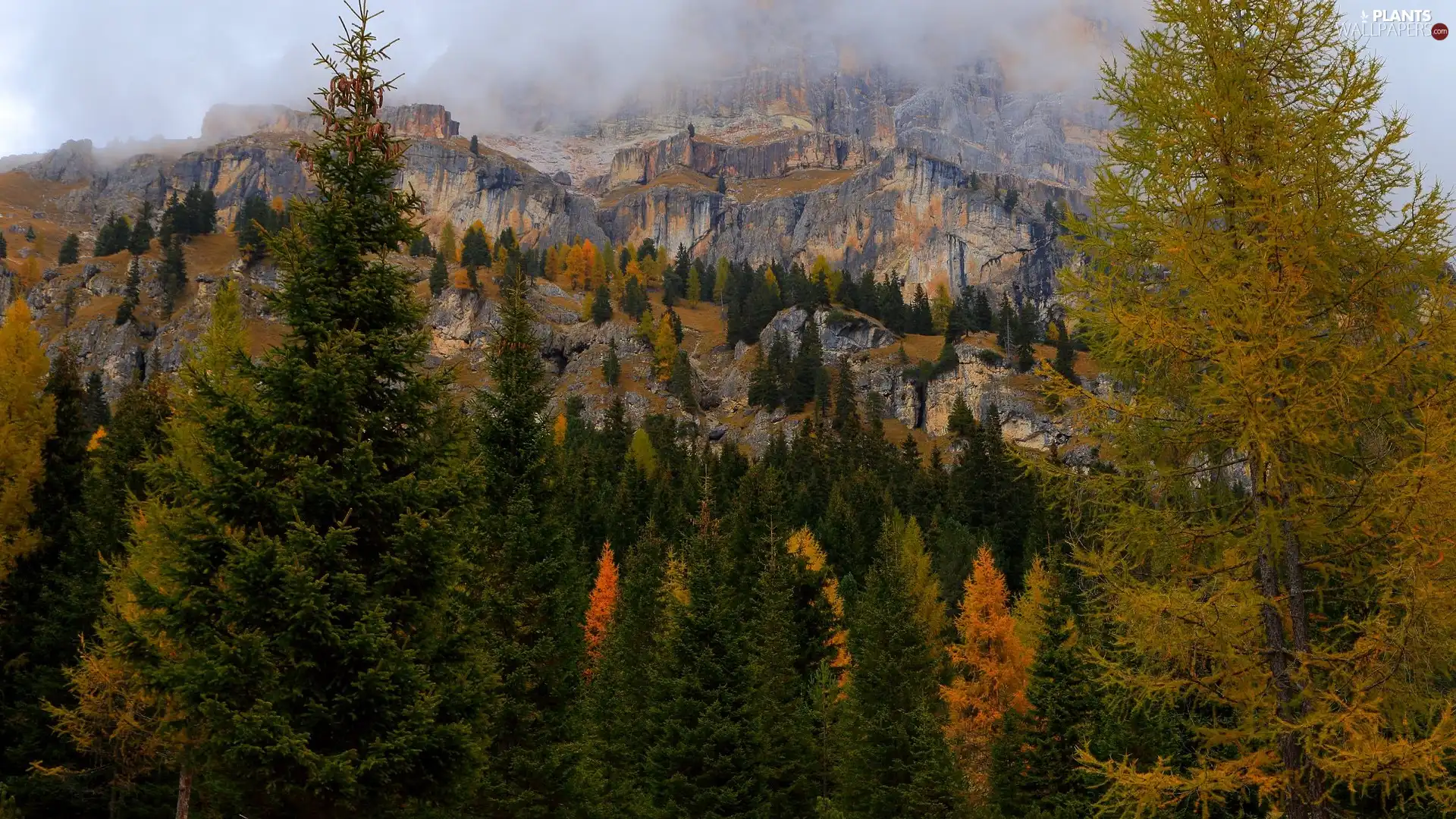 Fog, Mountains, viewes, Spruces, trees, rocks