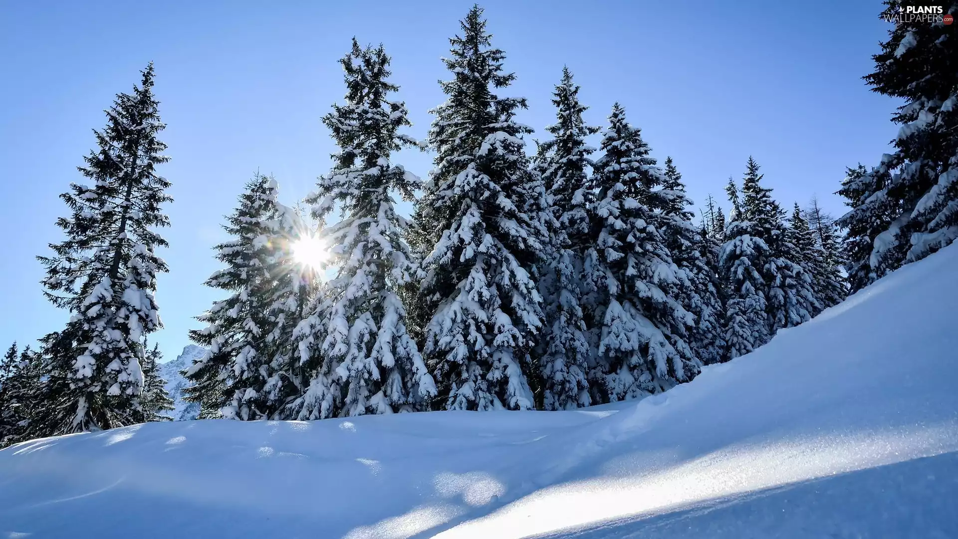 Spruces, trees, rays of the Sun, viewes, winter, snow, Hill