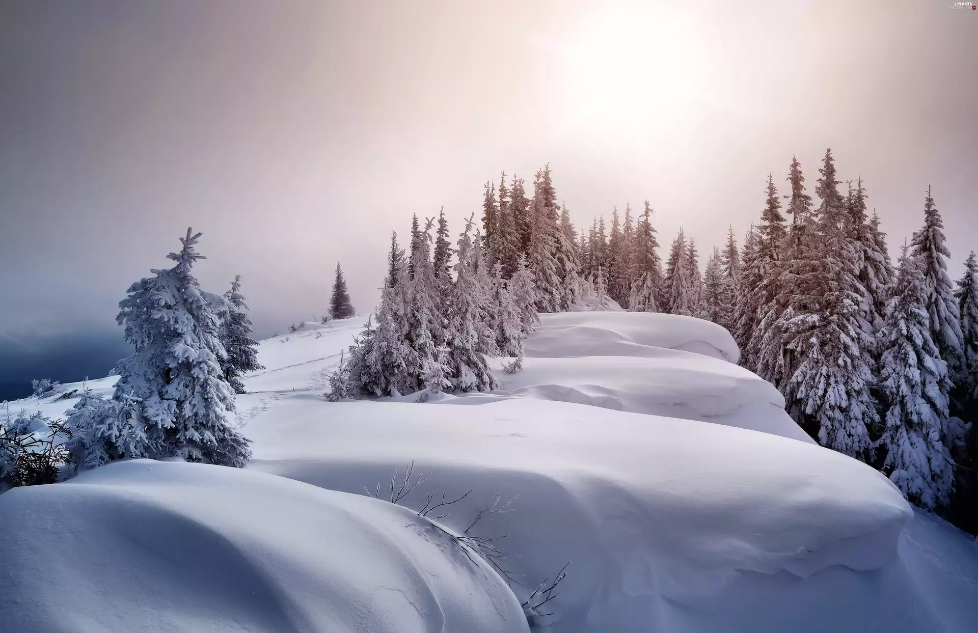 drifts, winter, viewes, Spruces, trees, snow