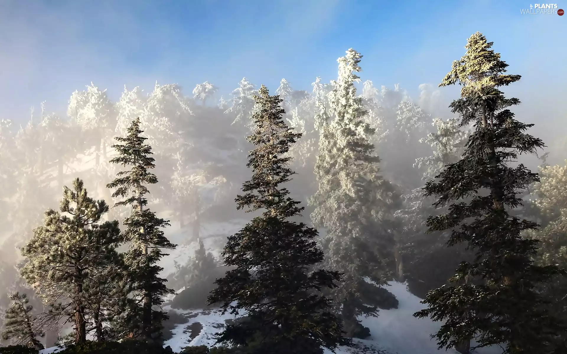 forest, winter, viewes, Spruces, trees, snow