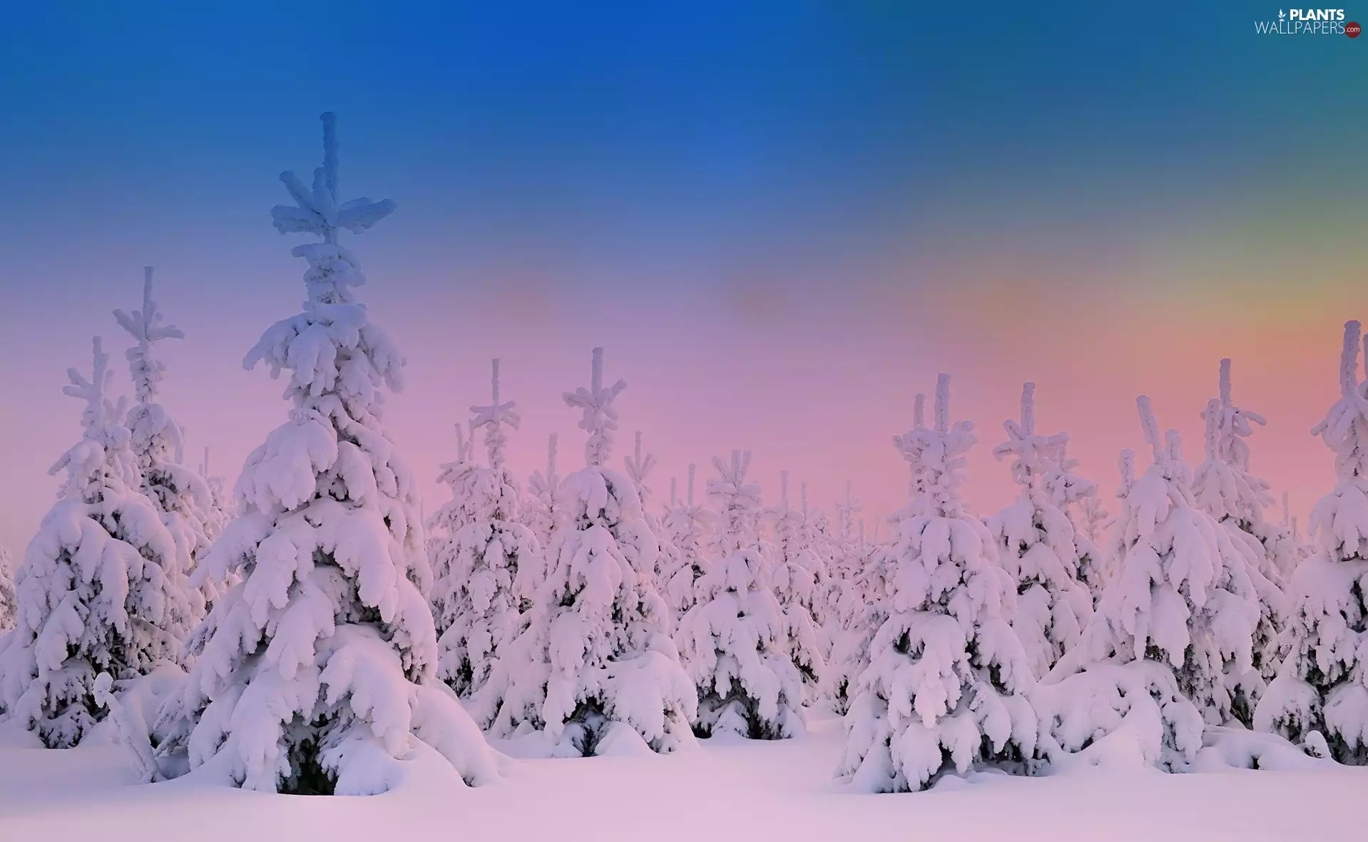 Spruces, winter, snow