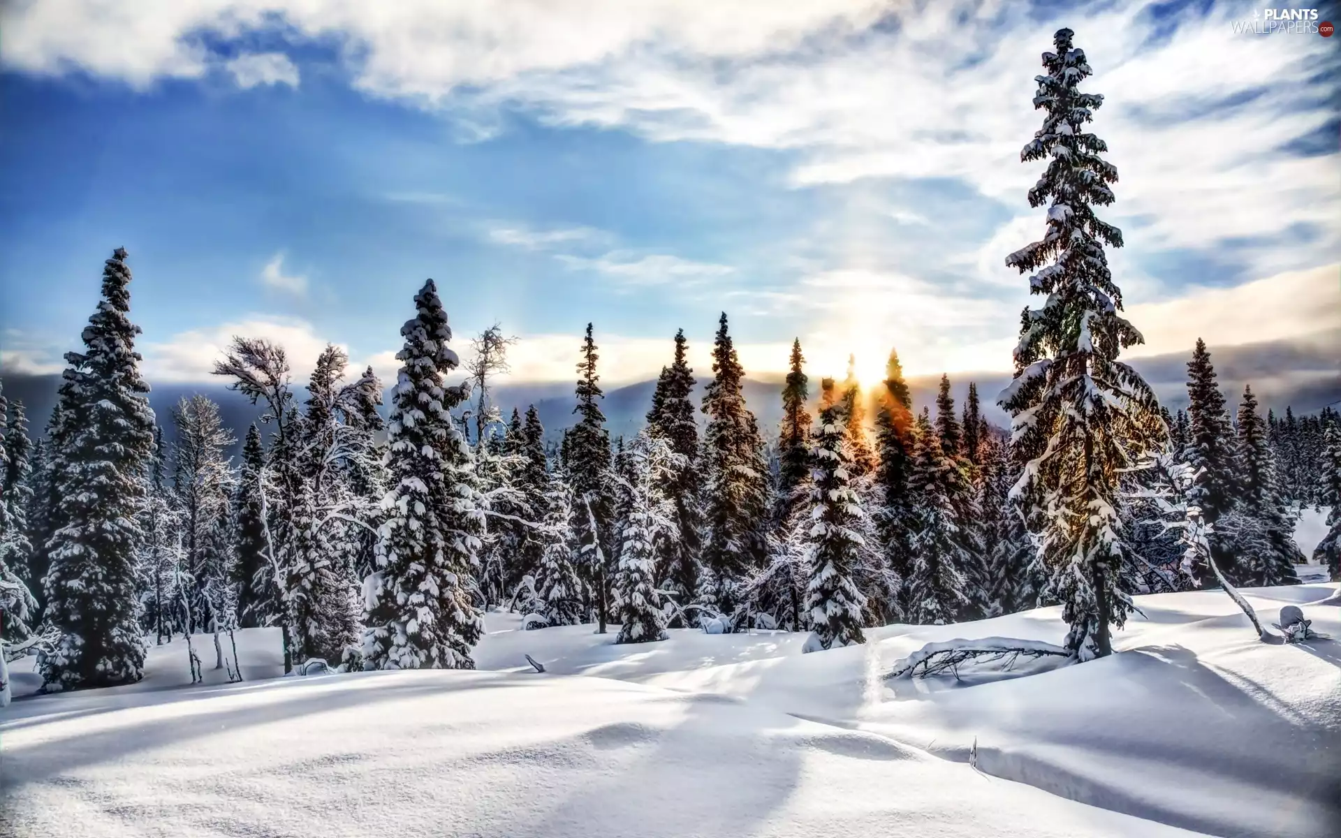sun, Spruces, snow, forest, winter