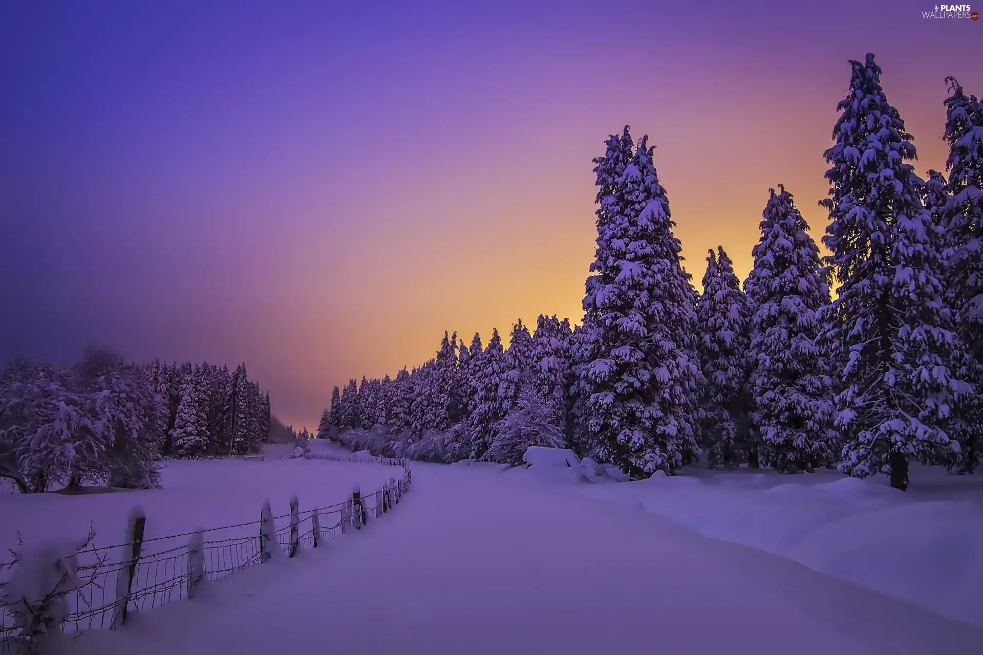 forest, Spruces, snow, Night, winter