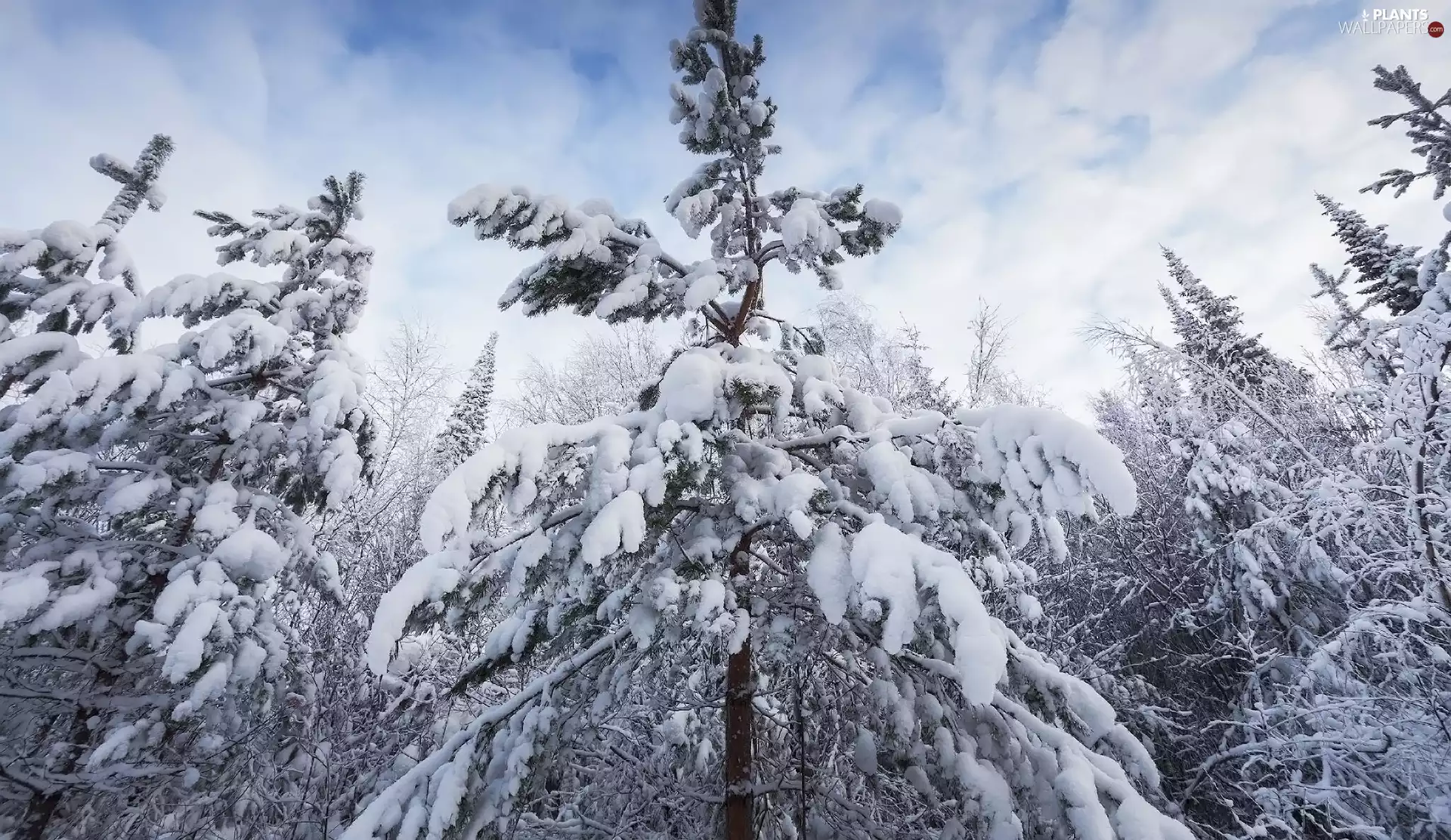 viewes, Spruces, snow, trees, winter