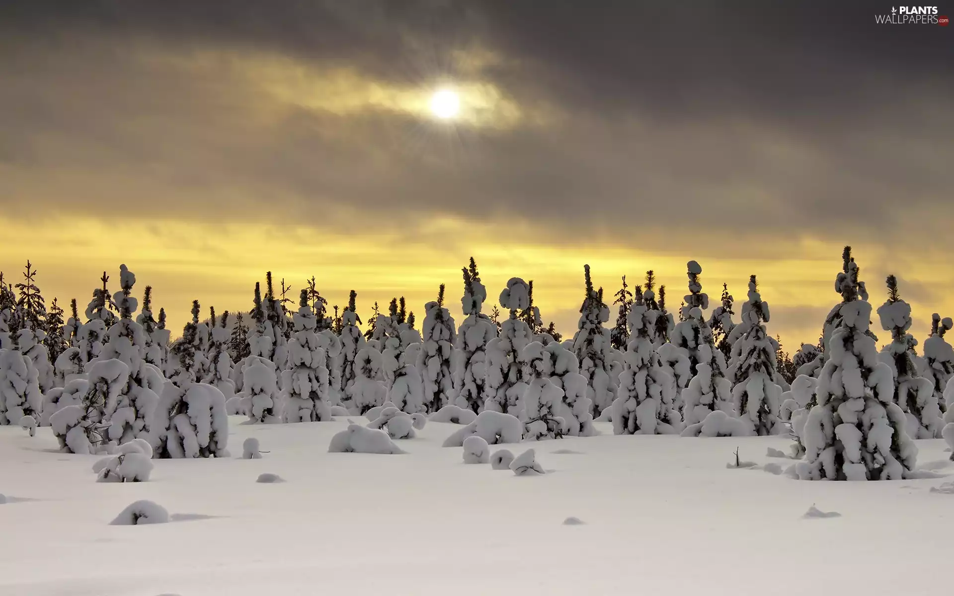Spruces, winter, snow