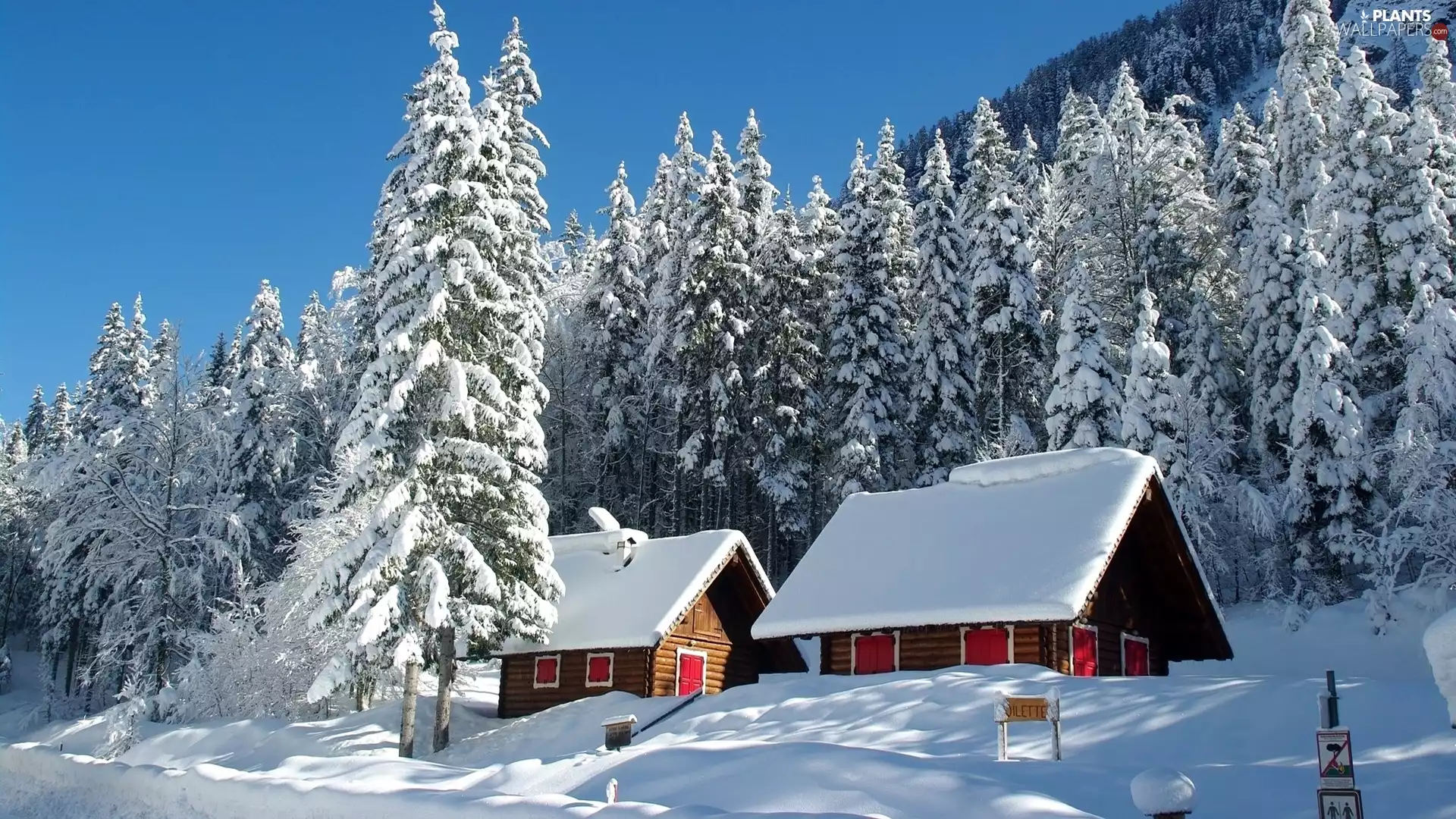 trees, winter, Houses, Spruces, viewes, Snowy