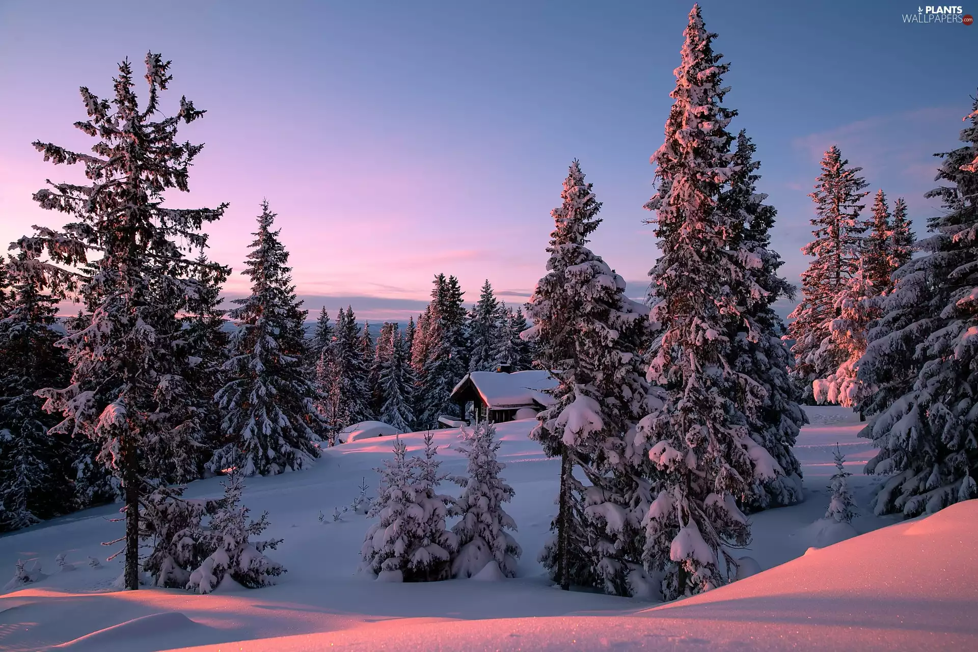 house, viewes, Snowy, The Hills, trees, winter, Spruces
