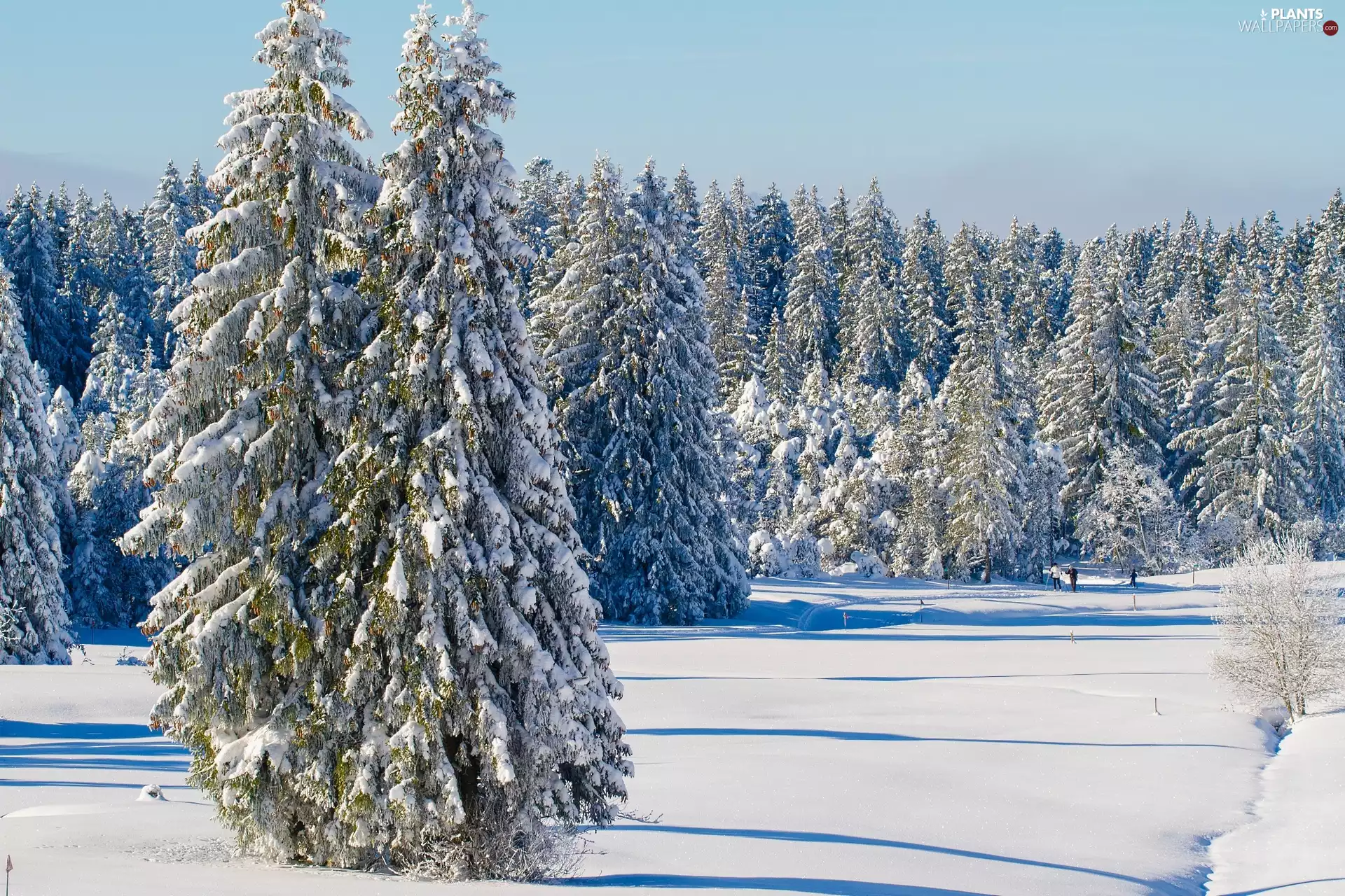 Spruces, winter, Snowy