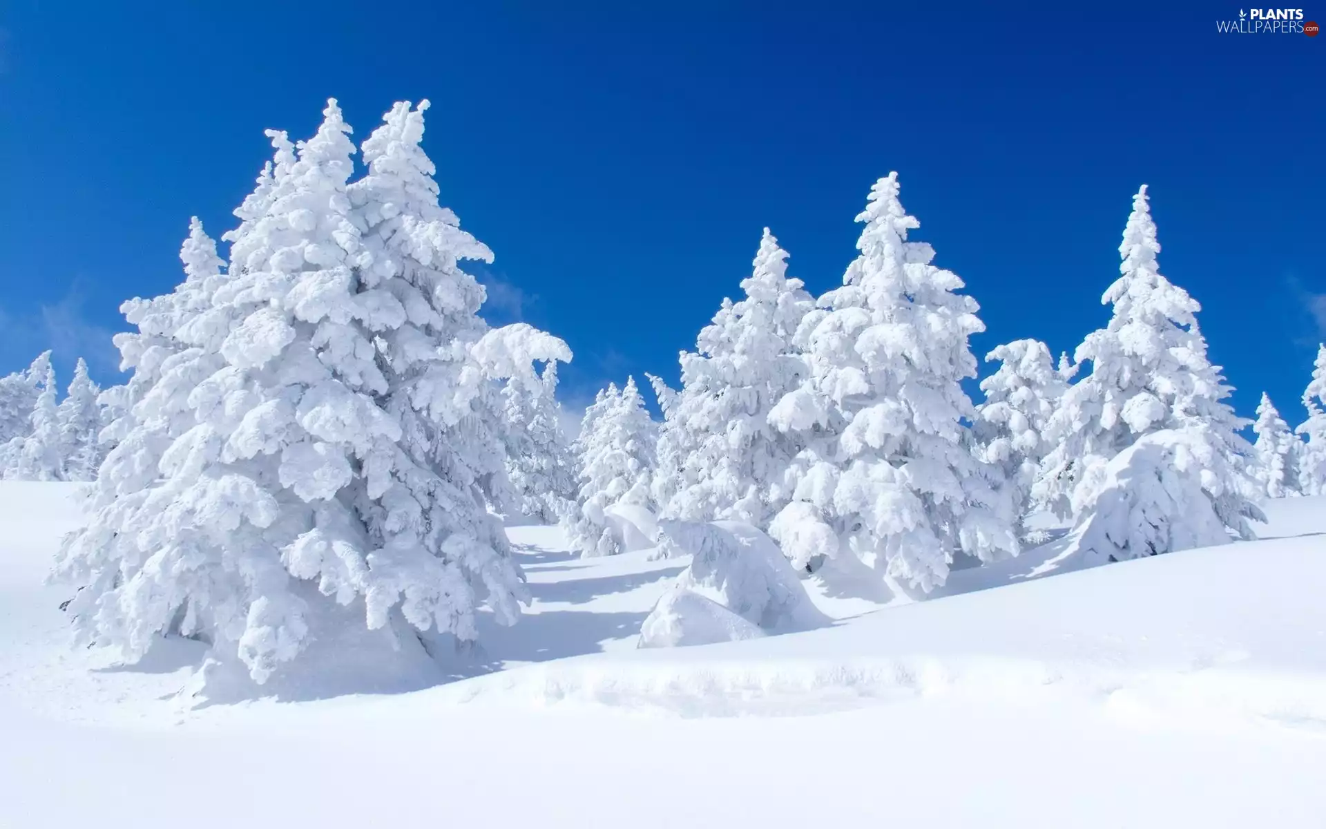viewes, Spruces, Snowy, trees, winter
