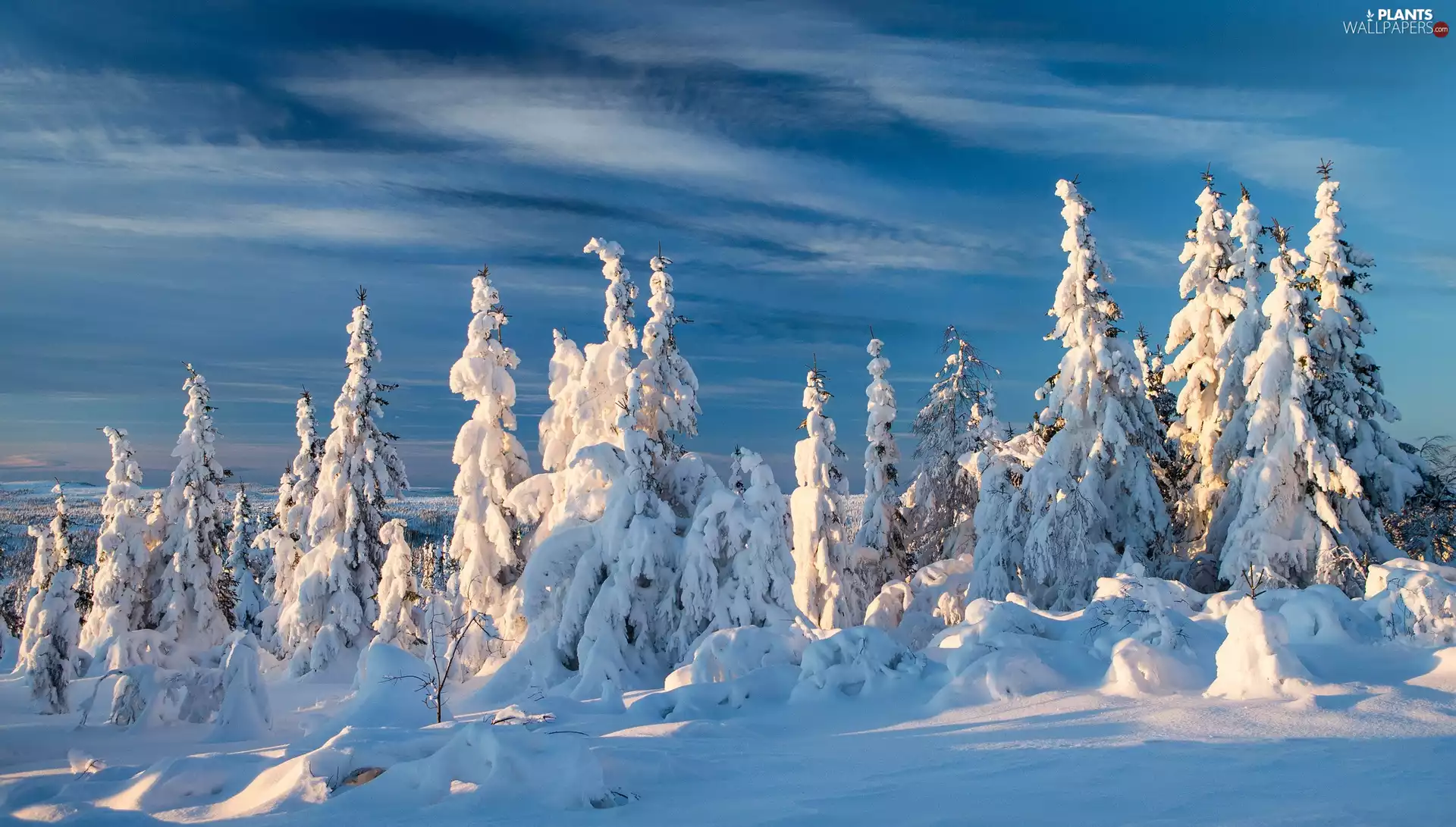 Spruces, winter, Snowy