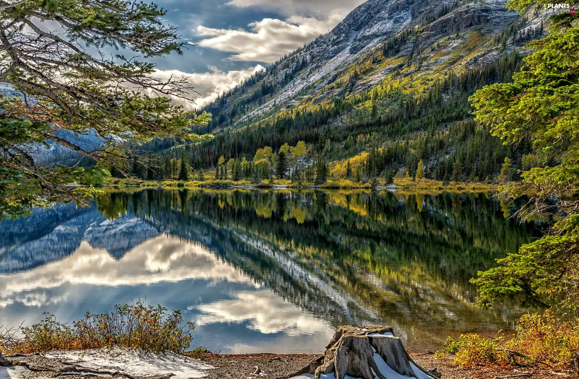 Mountains, Montana State, Spruces, Glacier National Park, The United States, Pray Lake, reflection