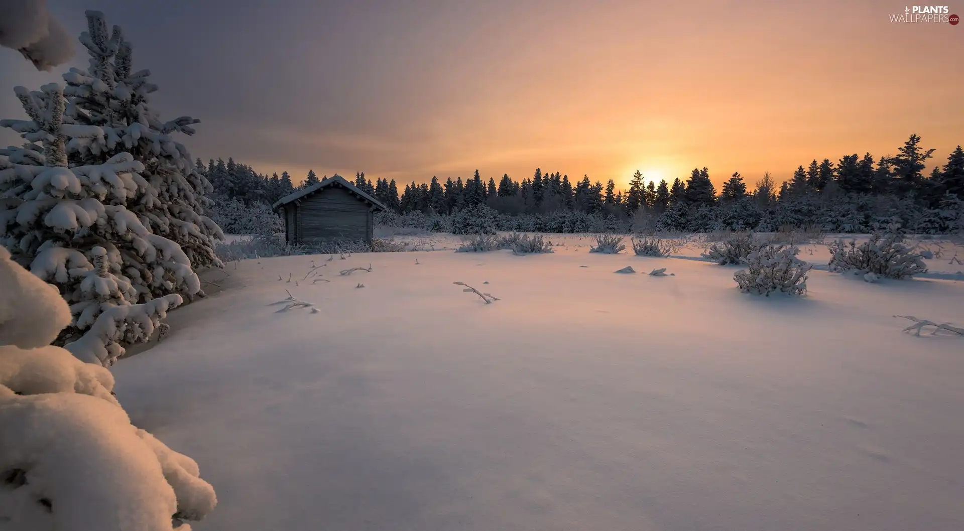 viewes, Snowy, cote, trees, winter, Spruces, Sunrise