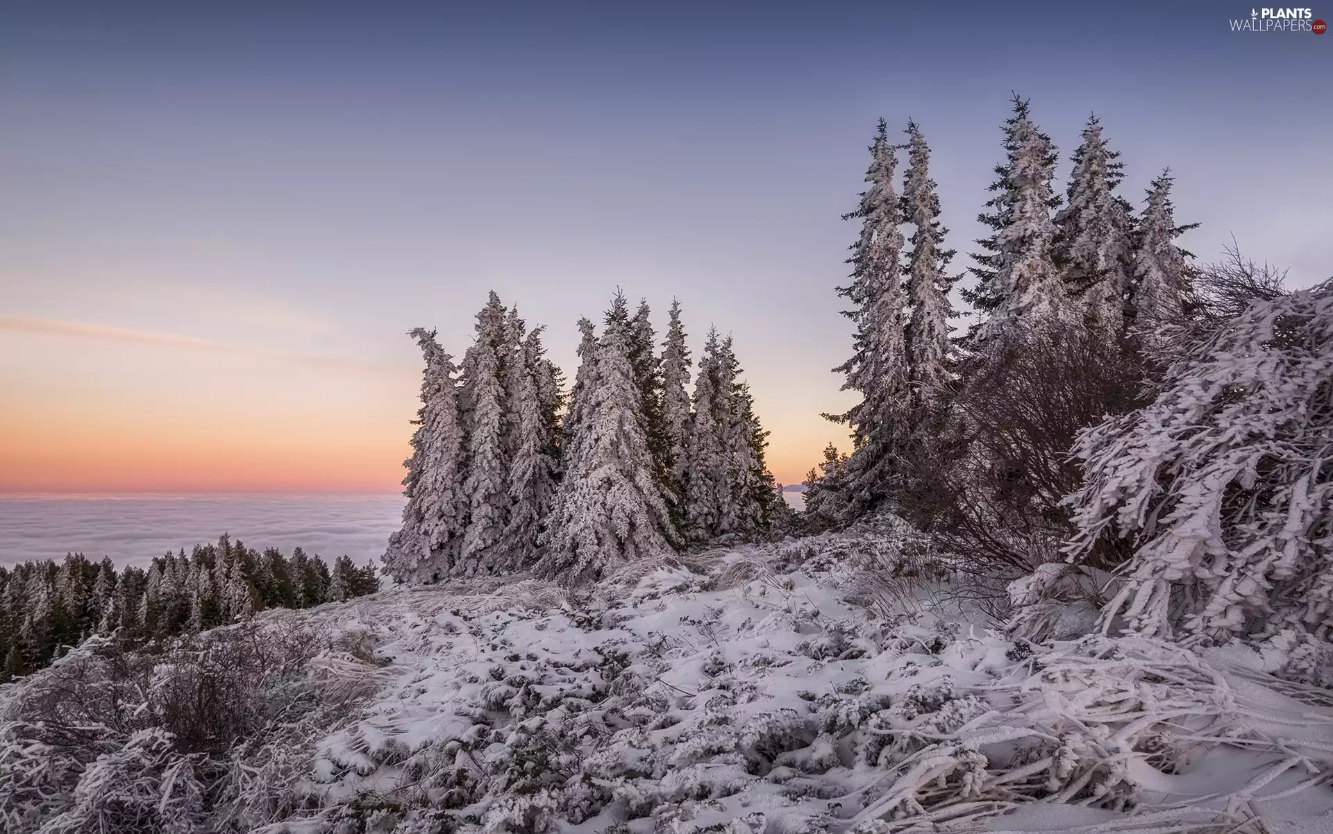 viewes, forest, winter, Spruces, Sunrise, trees