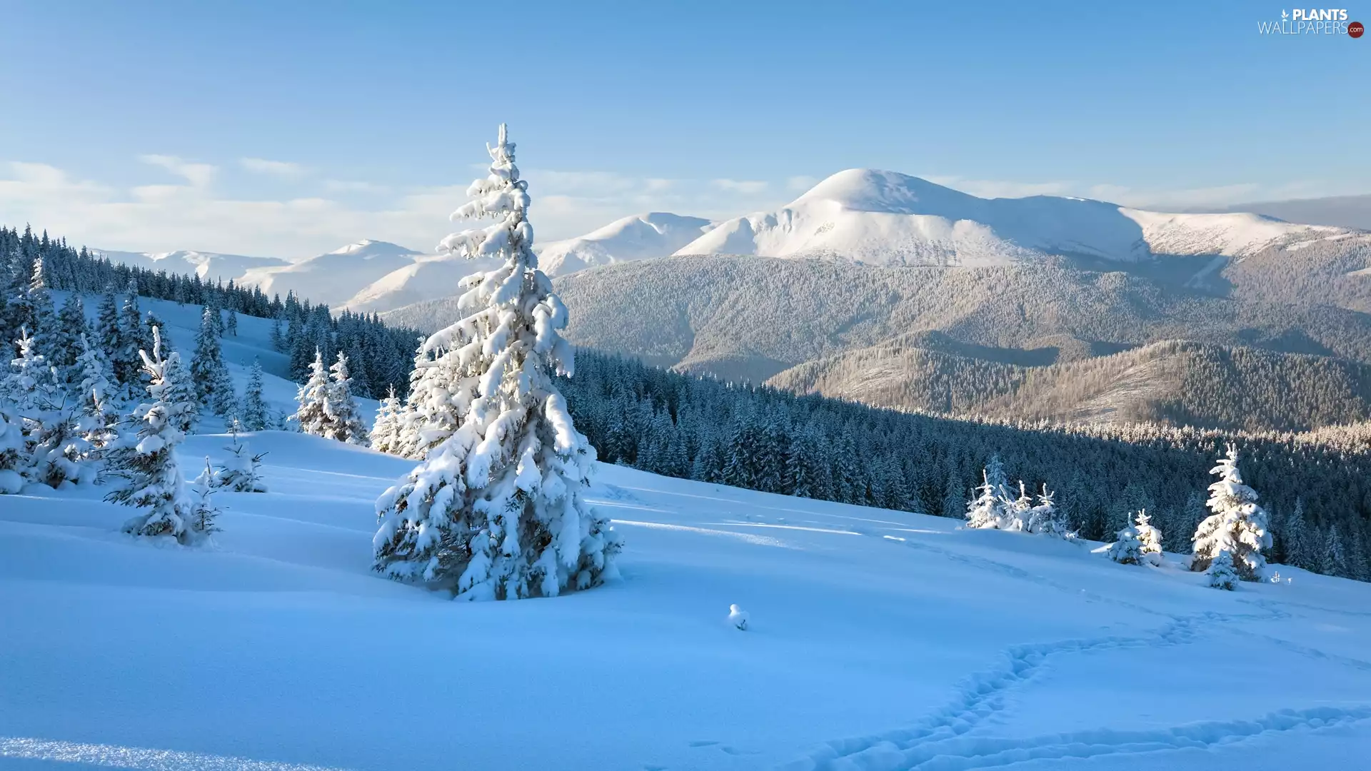 Carpathian Mountains, Ukraine, Spruces, clouds, forest, winter