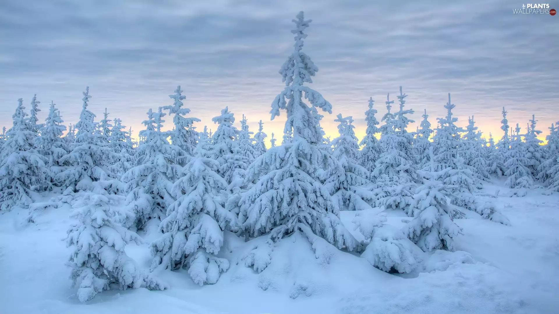 Snowy, snow, viewes, Spruces, winter, trees, clouds