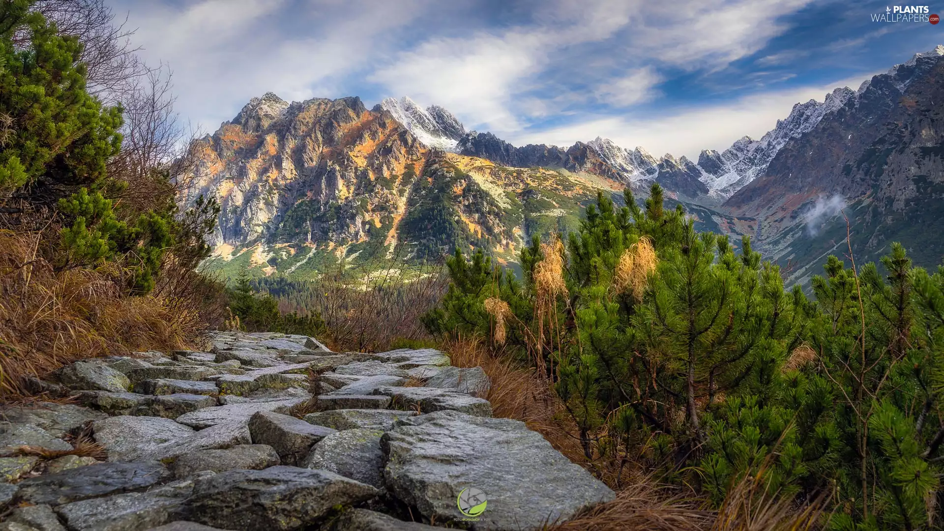 Stones, trees, Way, viewes, stone, Tatras, Mountains, Spruces