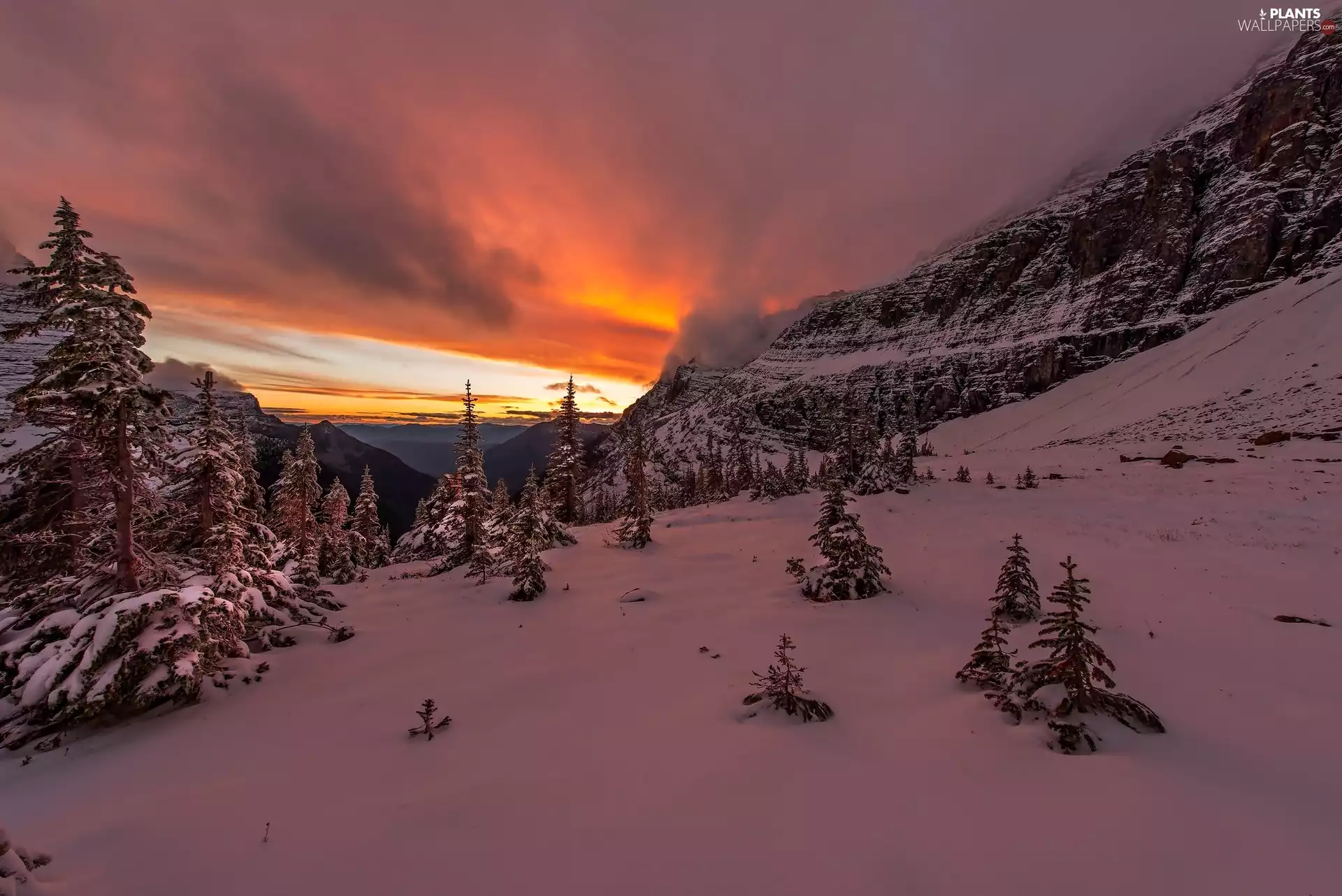 sun, winter, Snowy, Spruces, Mountains, west