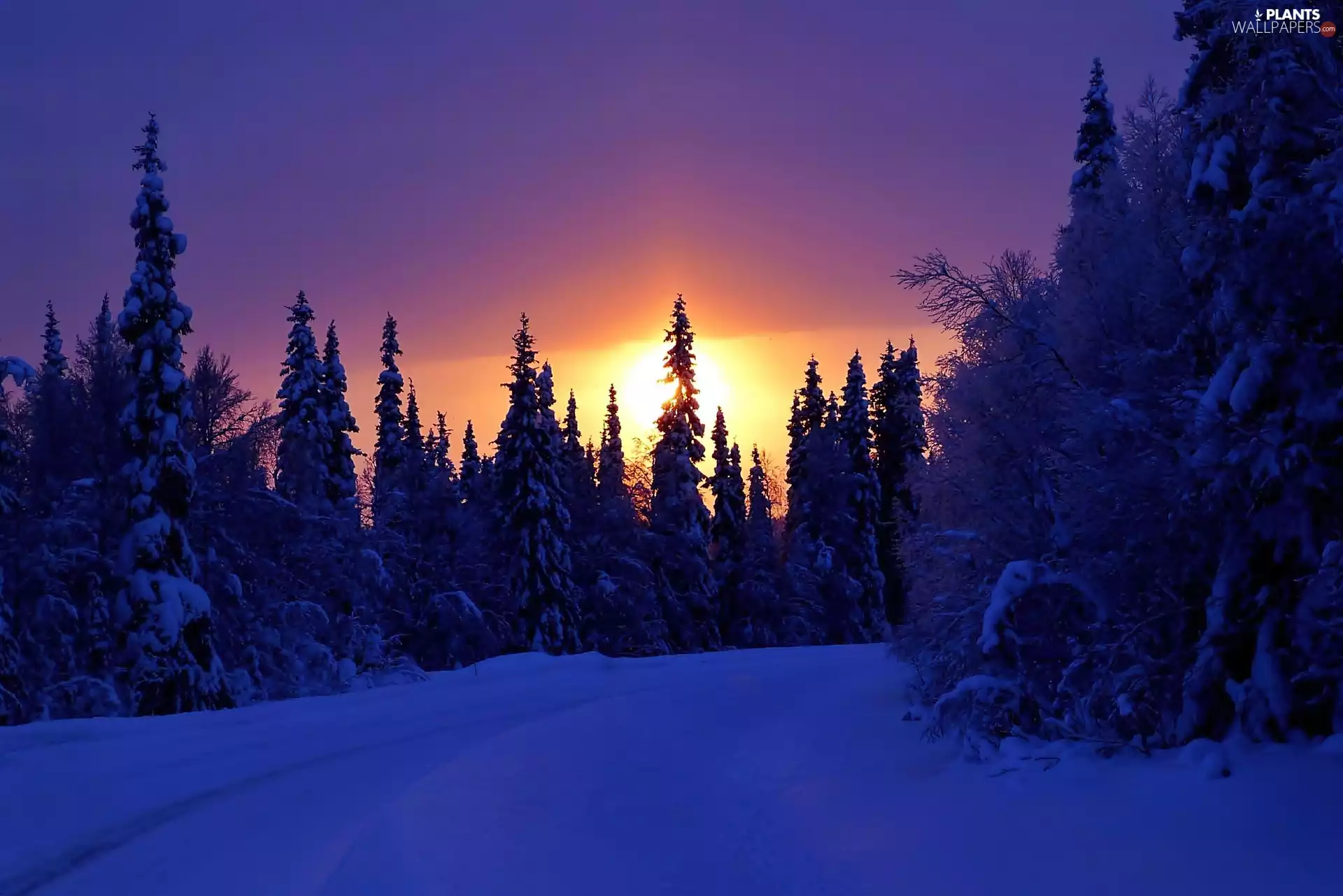 Way, Spruces, west, sun, winter