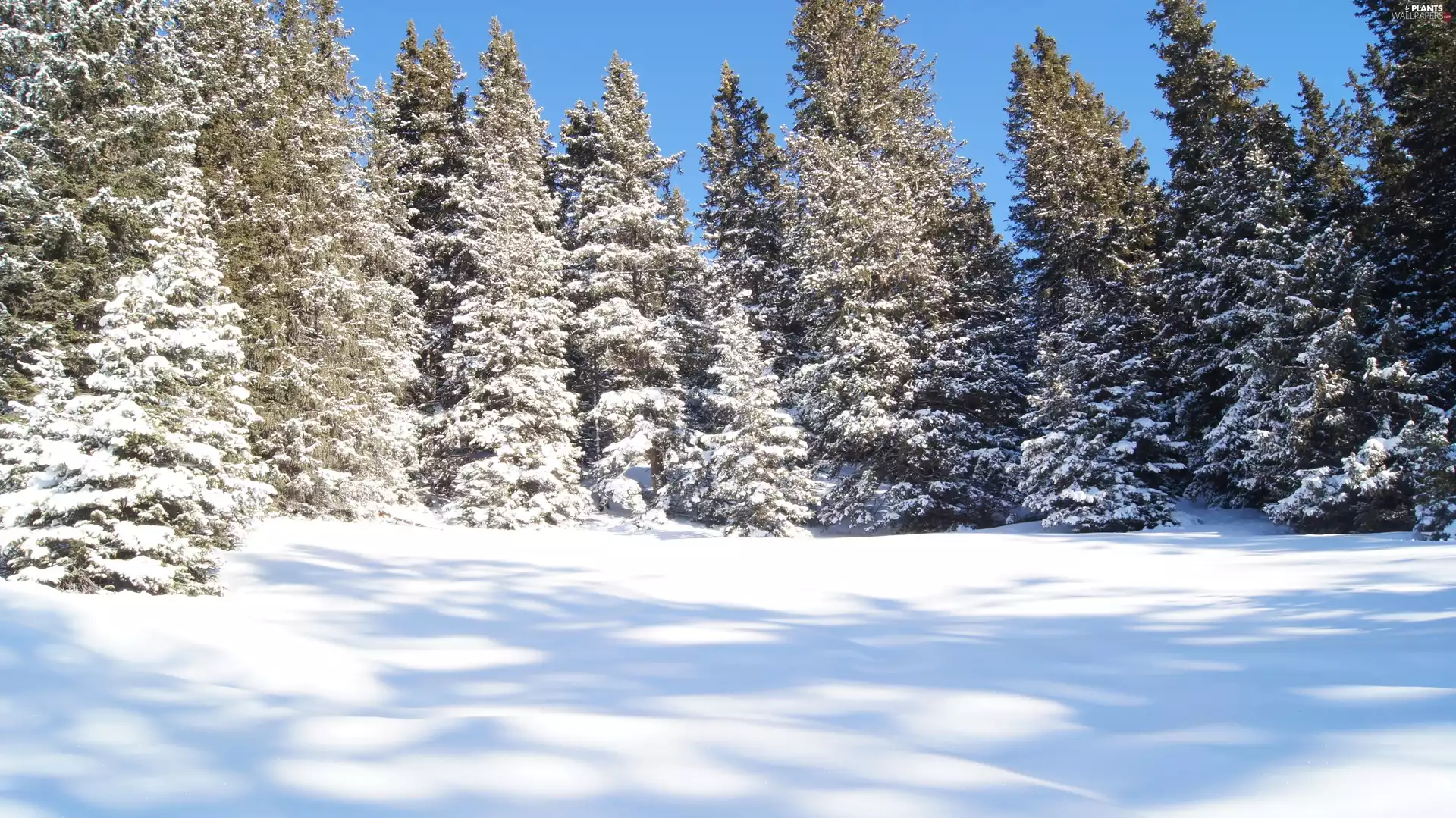 Spruces, forest, winter