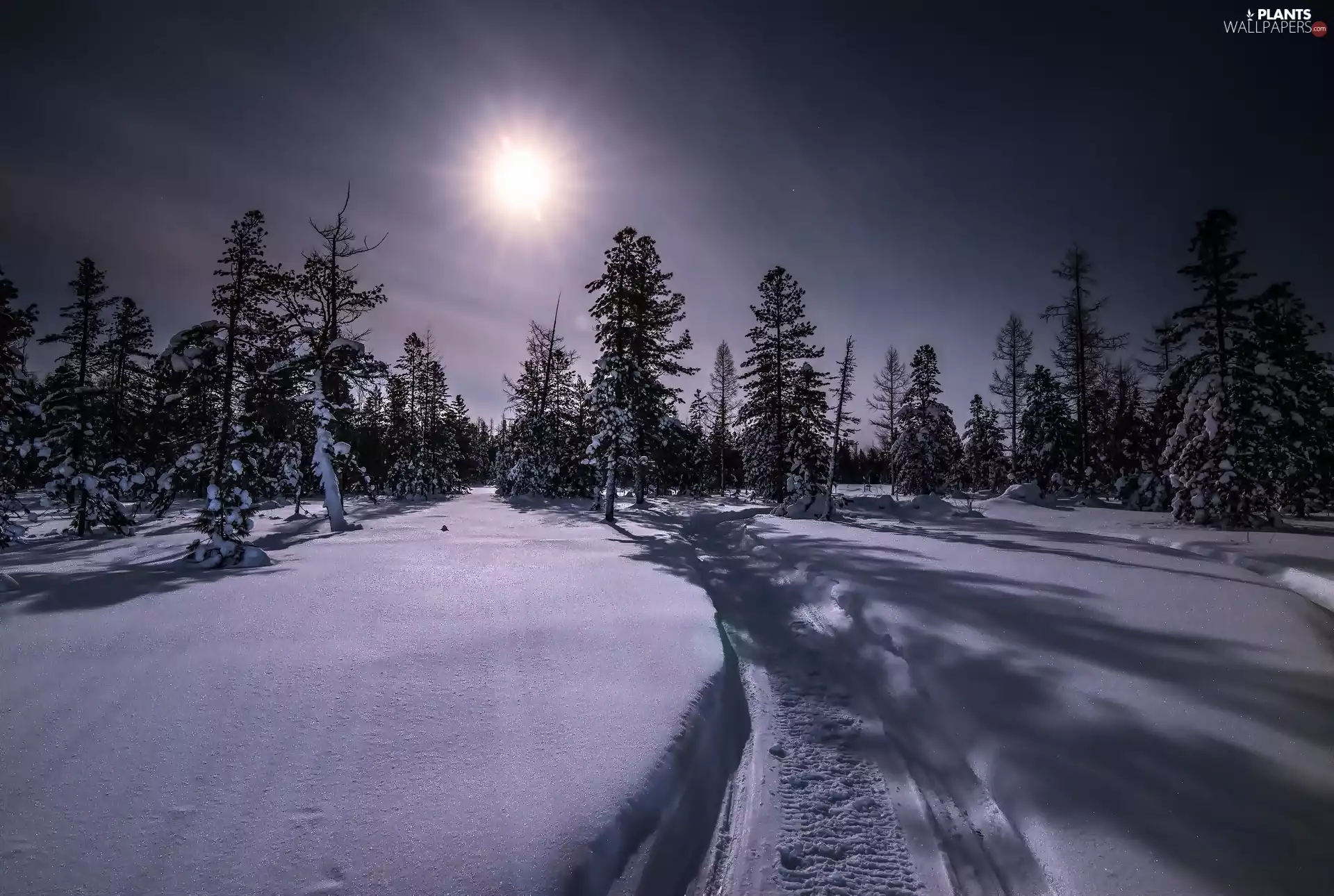 winter, Night, moon, Spruces