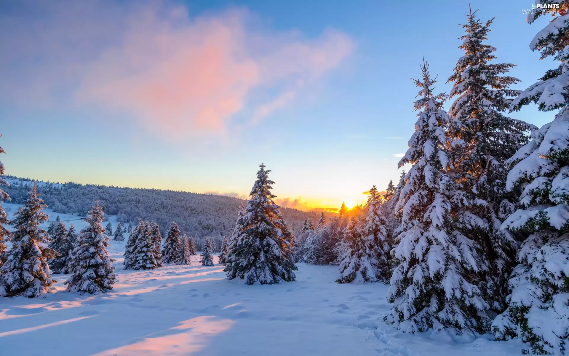 Snowy, Spruces, winter, forest, Sunrise