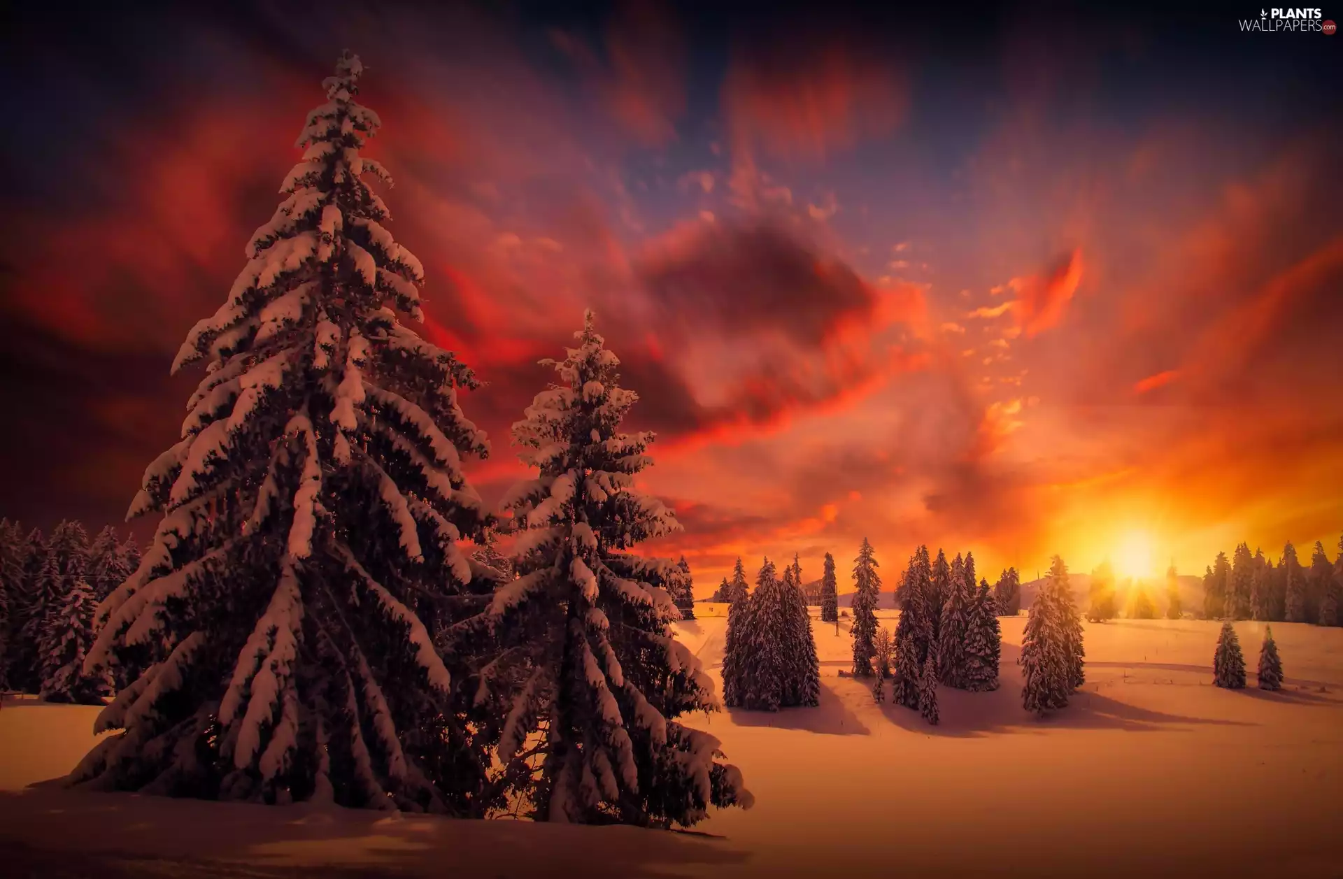 winter, Great Sunsets, Spruces