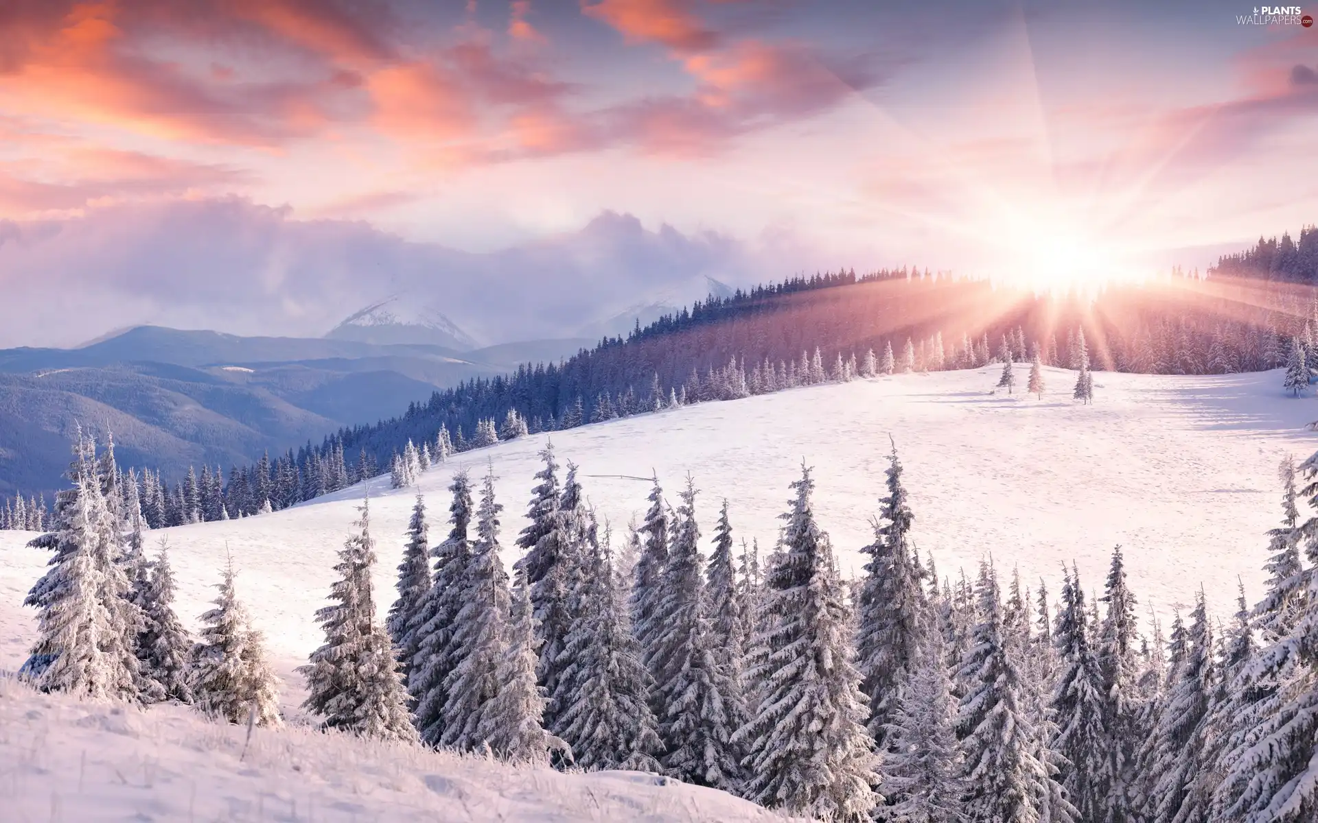 forest, Snowy, rays of the Sun, trees, Spruces, Mountains, winter, viewes