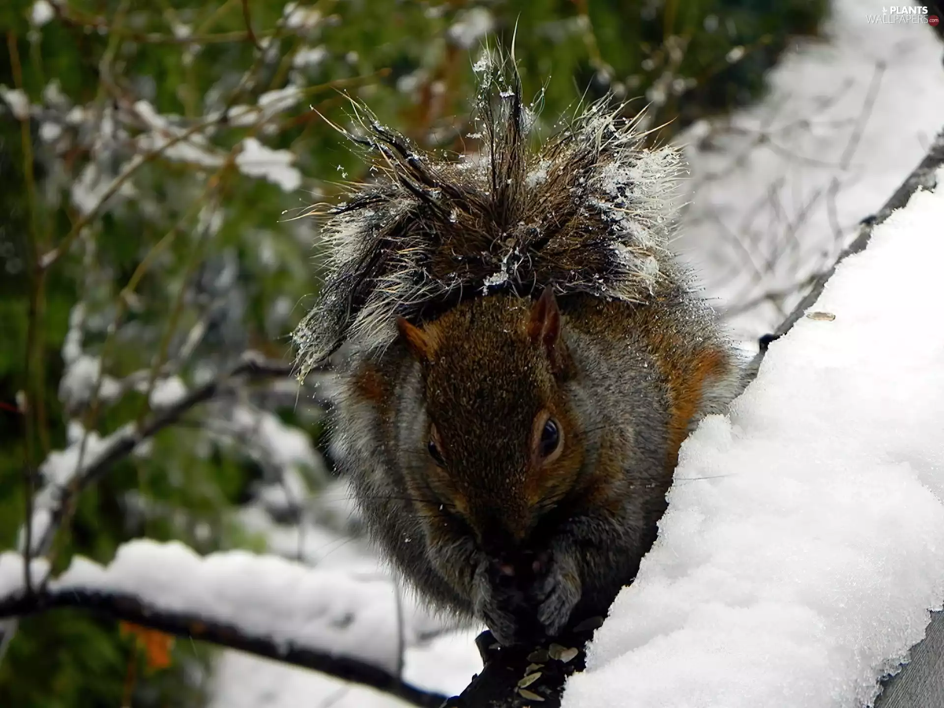 black, Snowy, trees, squirrel