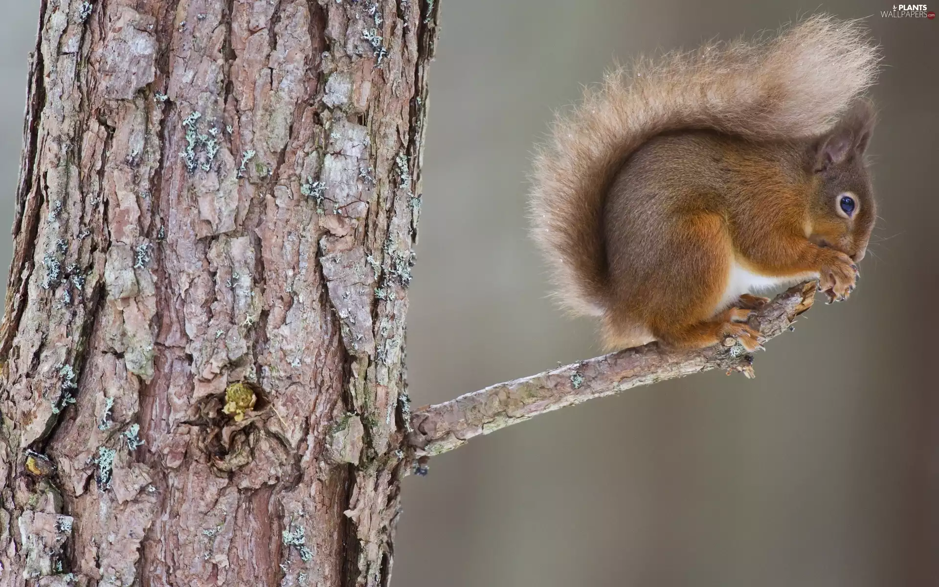 Ginger, crest, trees, squirrel