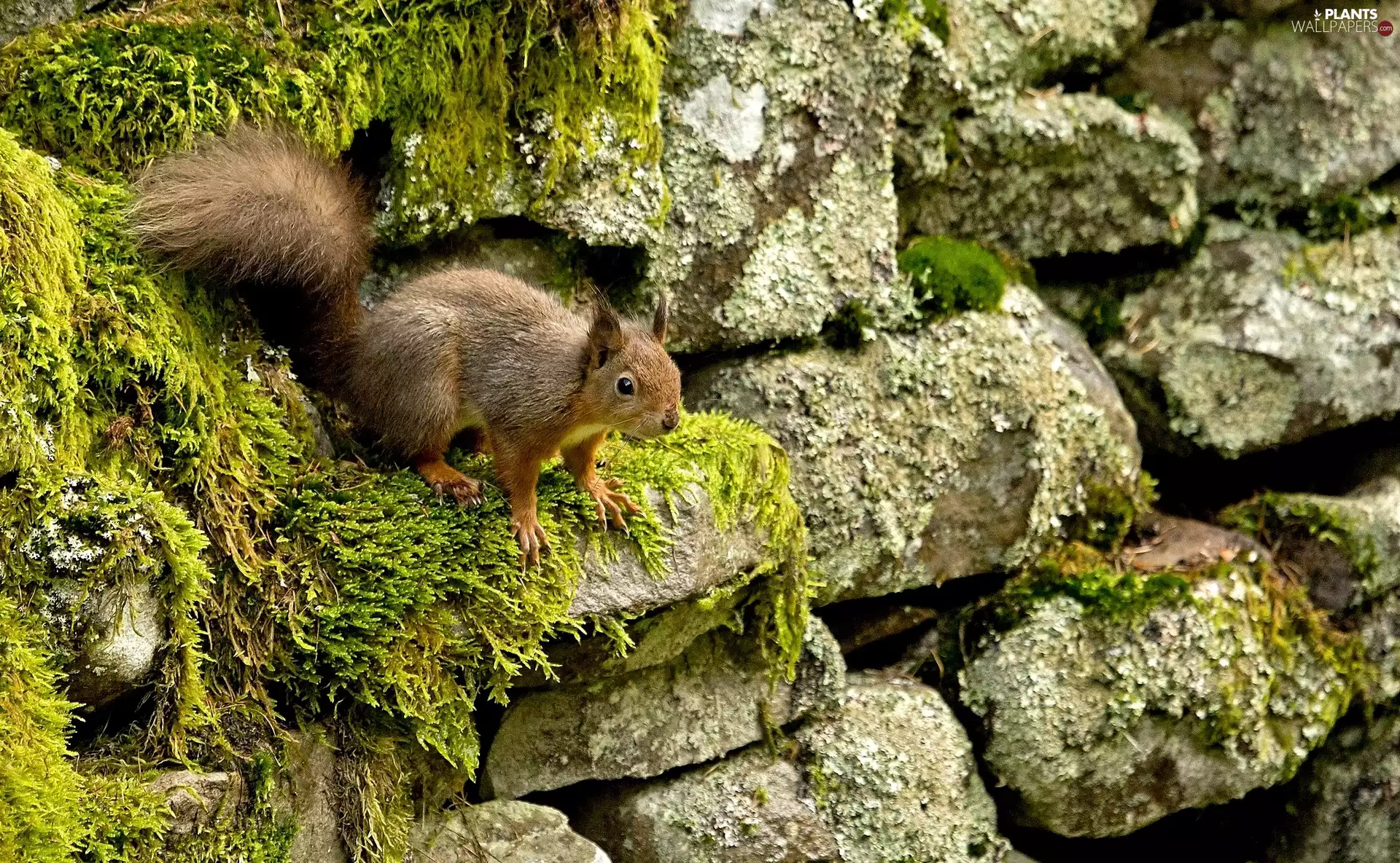squirrel, Stones, Moss