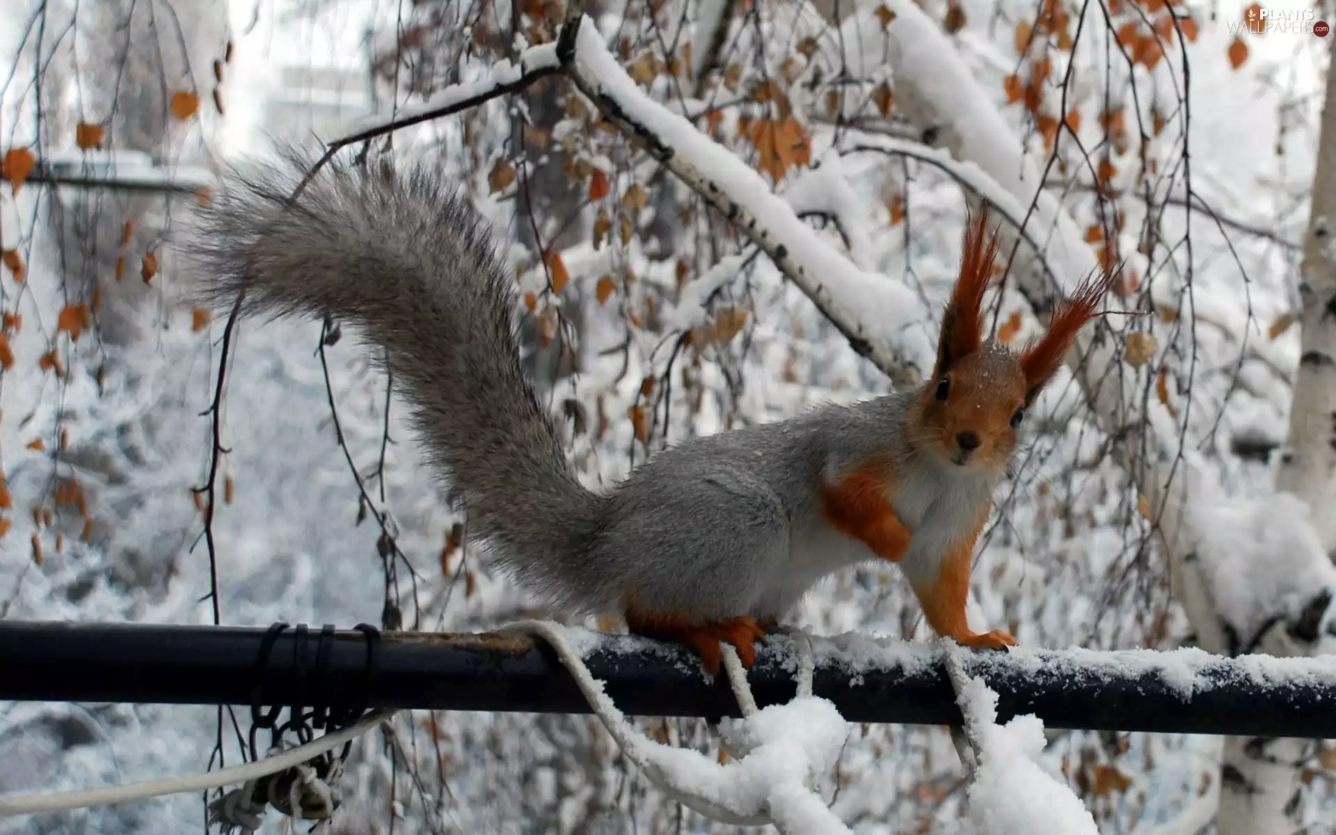 winter, trees, viewes, squirrel