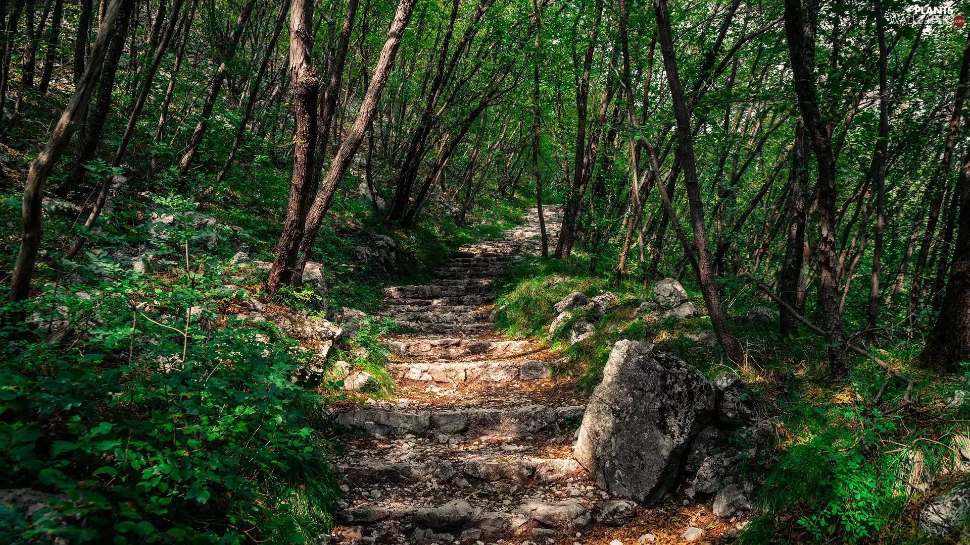 forest, trees, viewes, Stairs