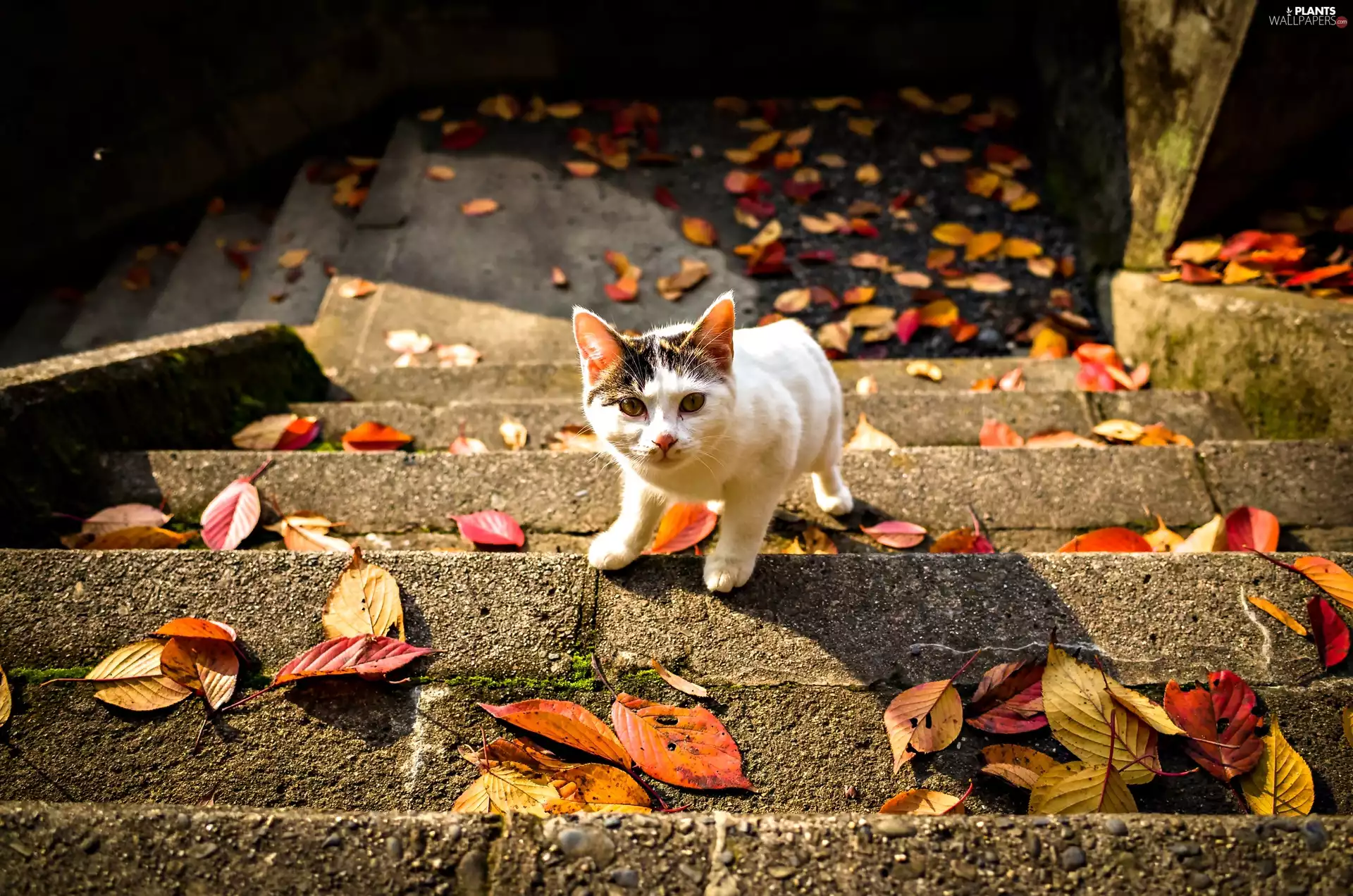 kitten, Leaf, autumn, Stairs