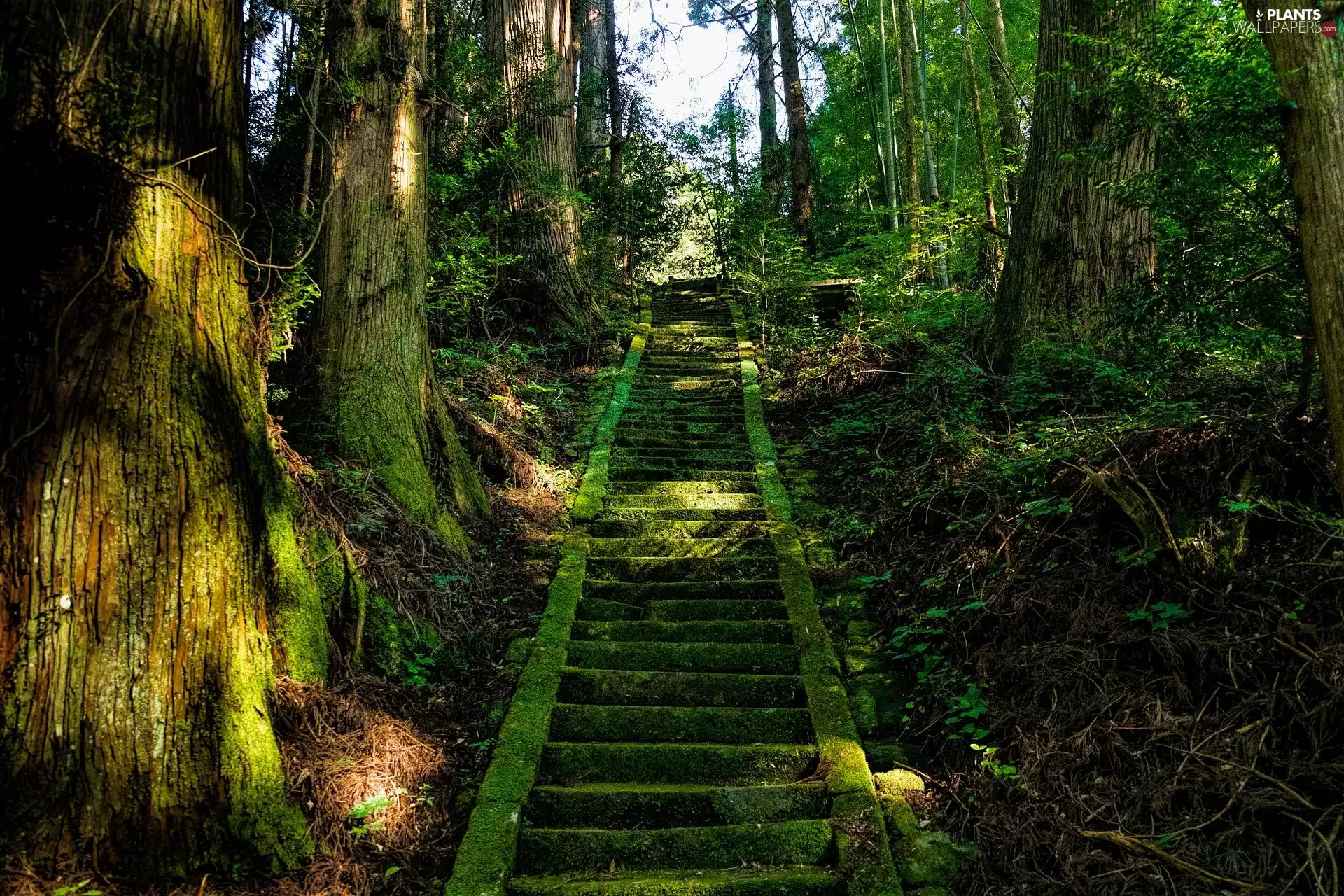 viewes, green ones, mossy, trees, forest, Plants, Stairs