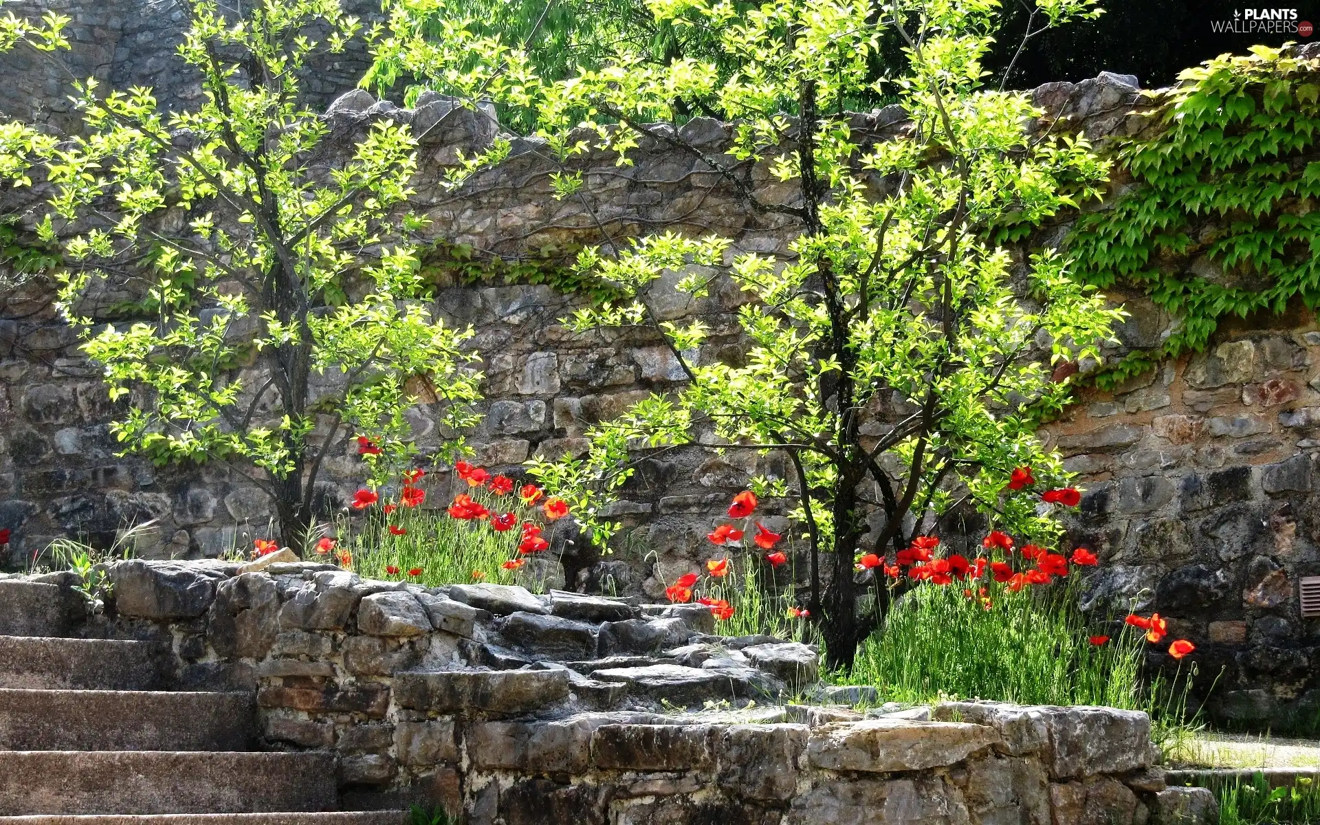 papavers, viewes, Stairs, trees