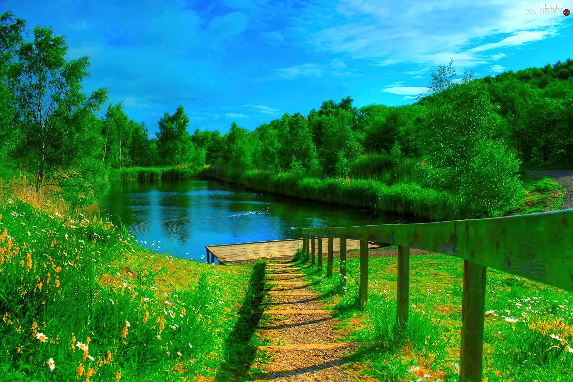 grass, Stairs, trees, viewes, lake