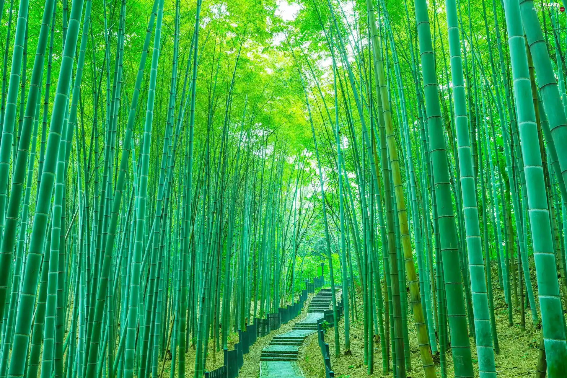 Path, Stairs, viewes, bamboos, trees